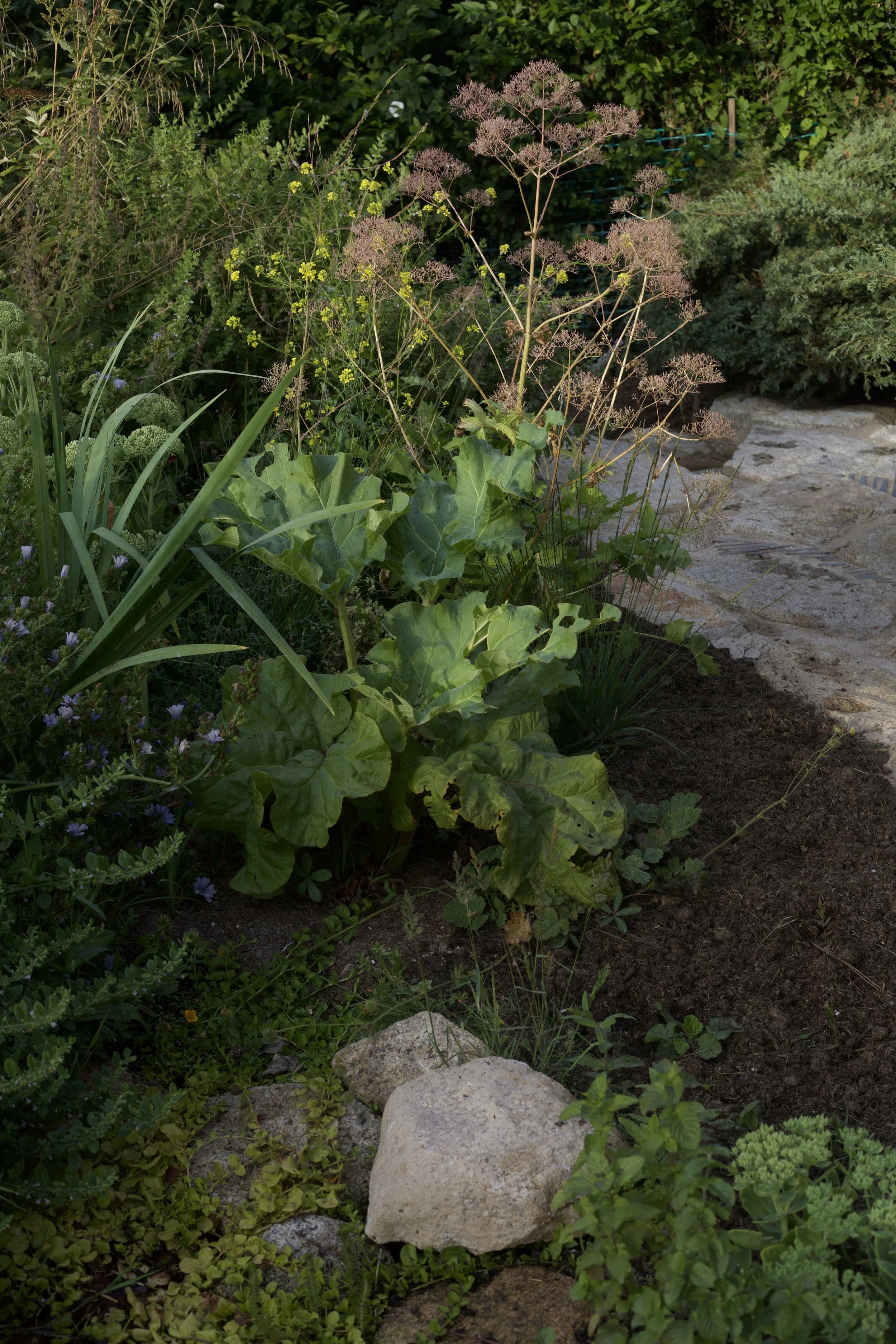 Pond edge planting