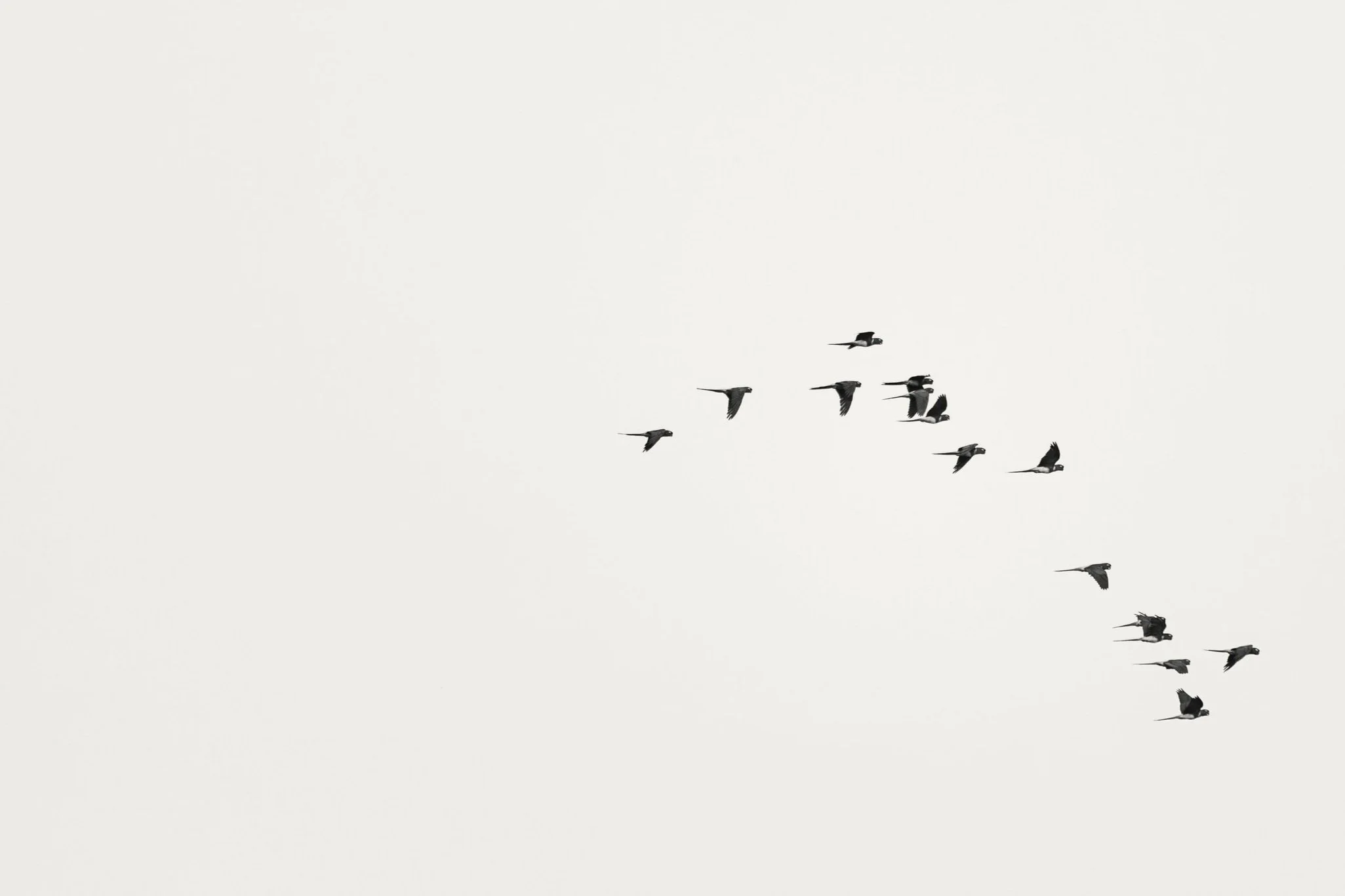 A flock of birds flying against a plain, light background.