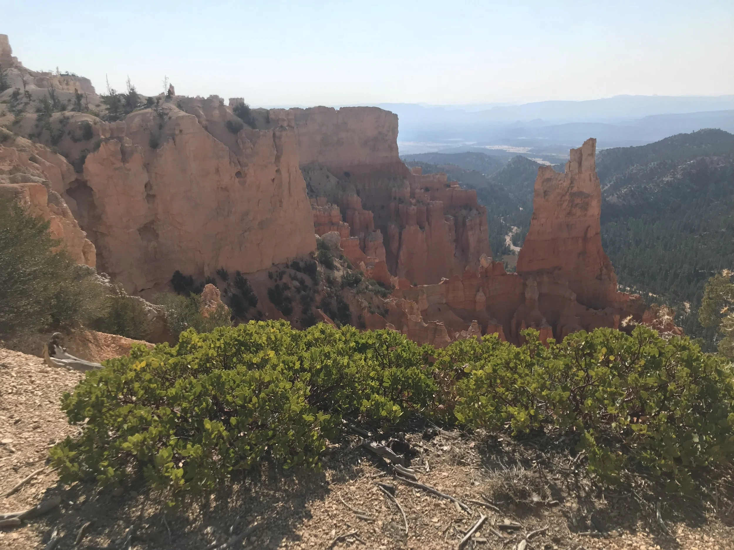 manzanitas, Bryce Canyon and the valley beyond with a clear blue sky