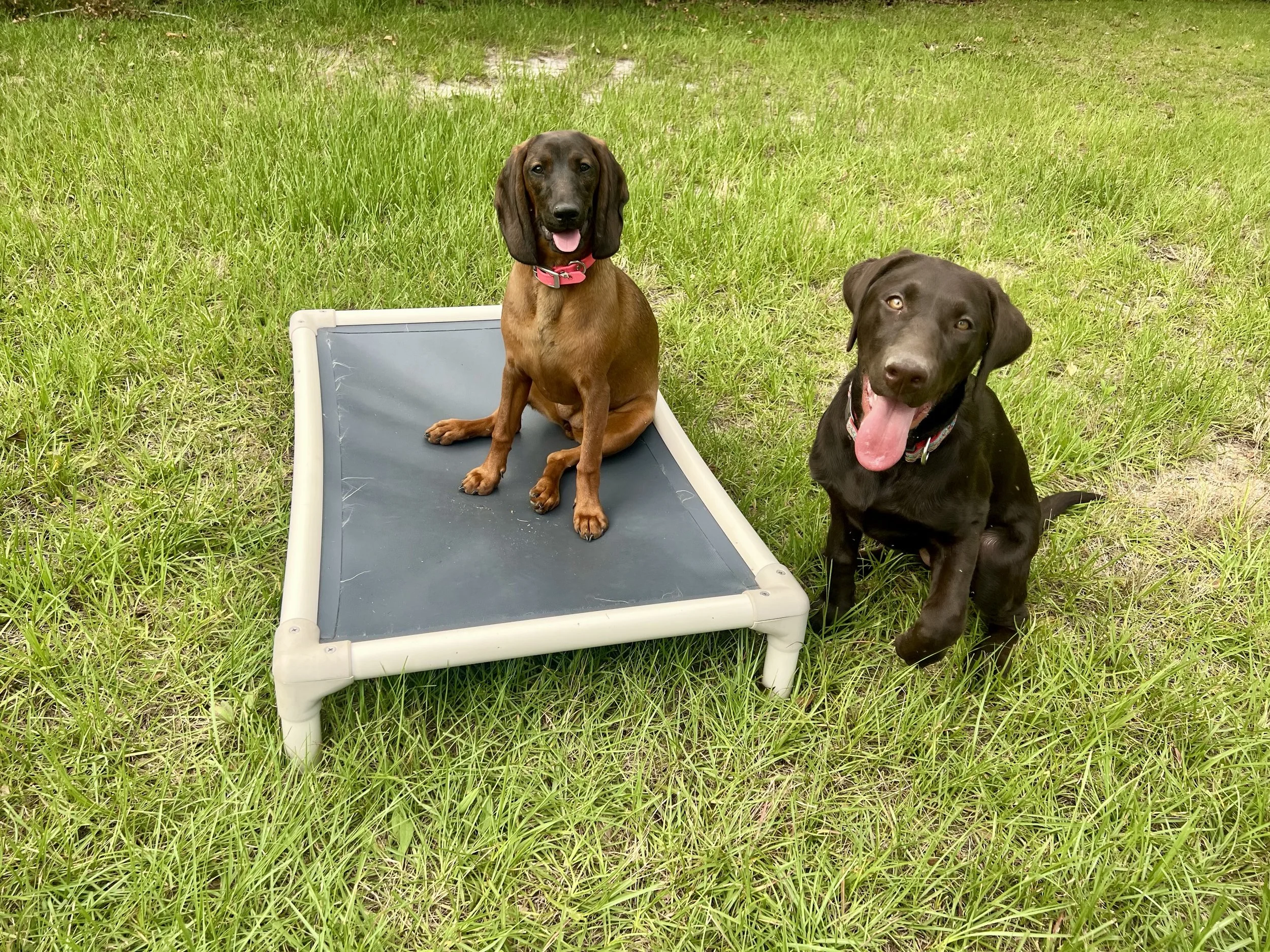 What to Bring When Boarding Your Dog: A Complete Checklist