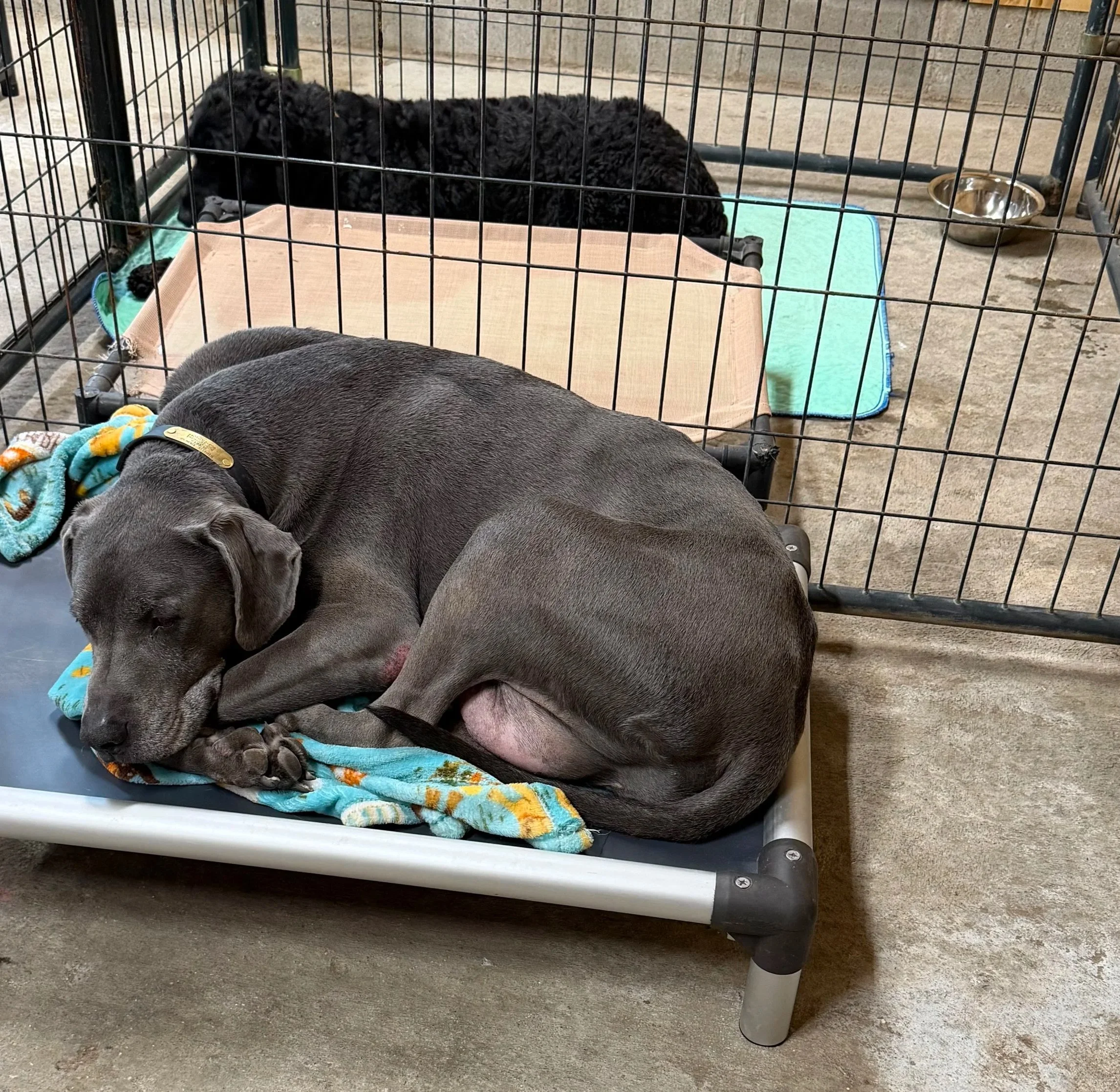 How to Prepare Your Dog for Their First Boarding Stay: A Stress-Free Checklist for Pet Parents