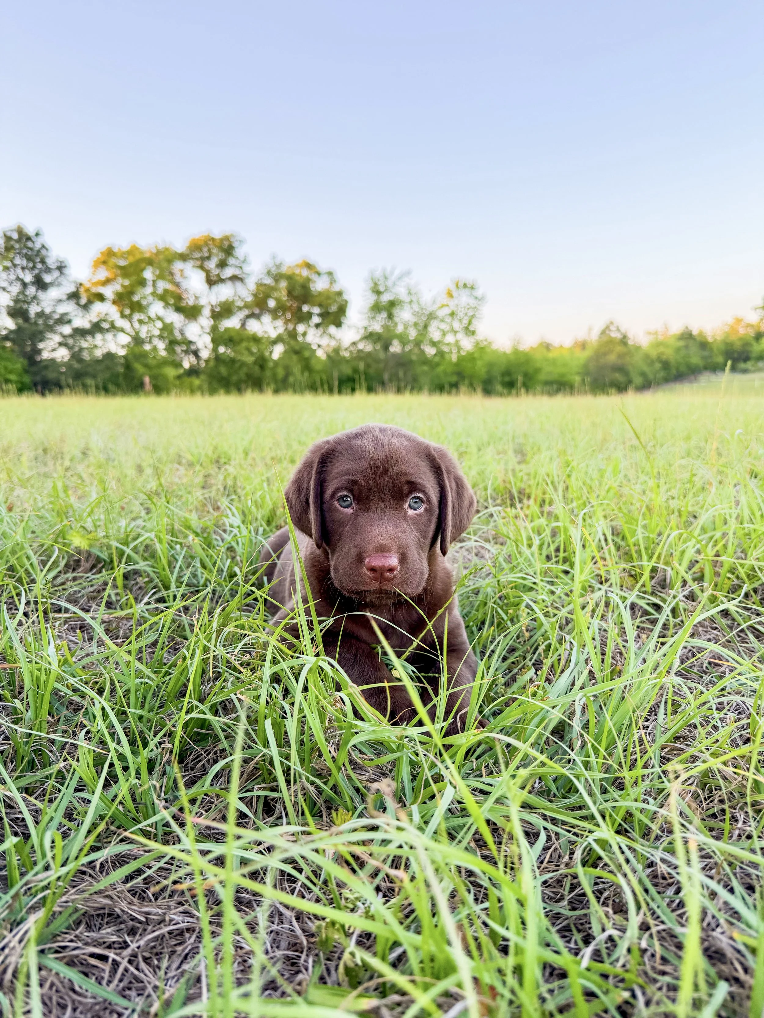 Must Have Items When Bringing Home a New Puppy