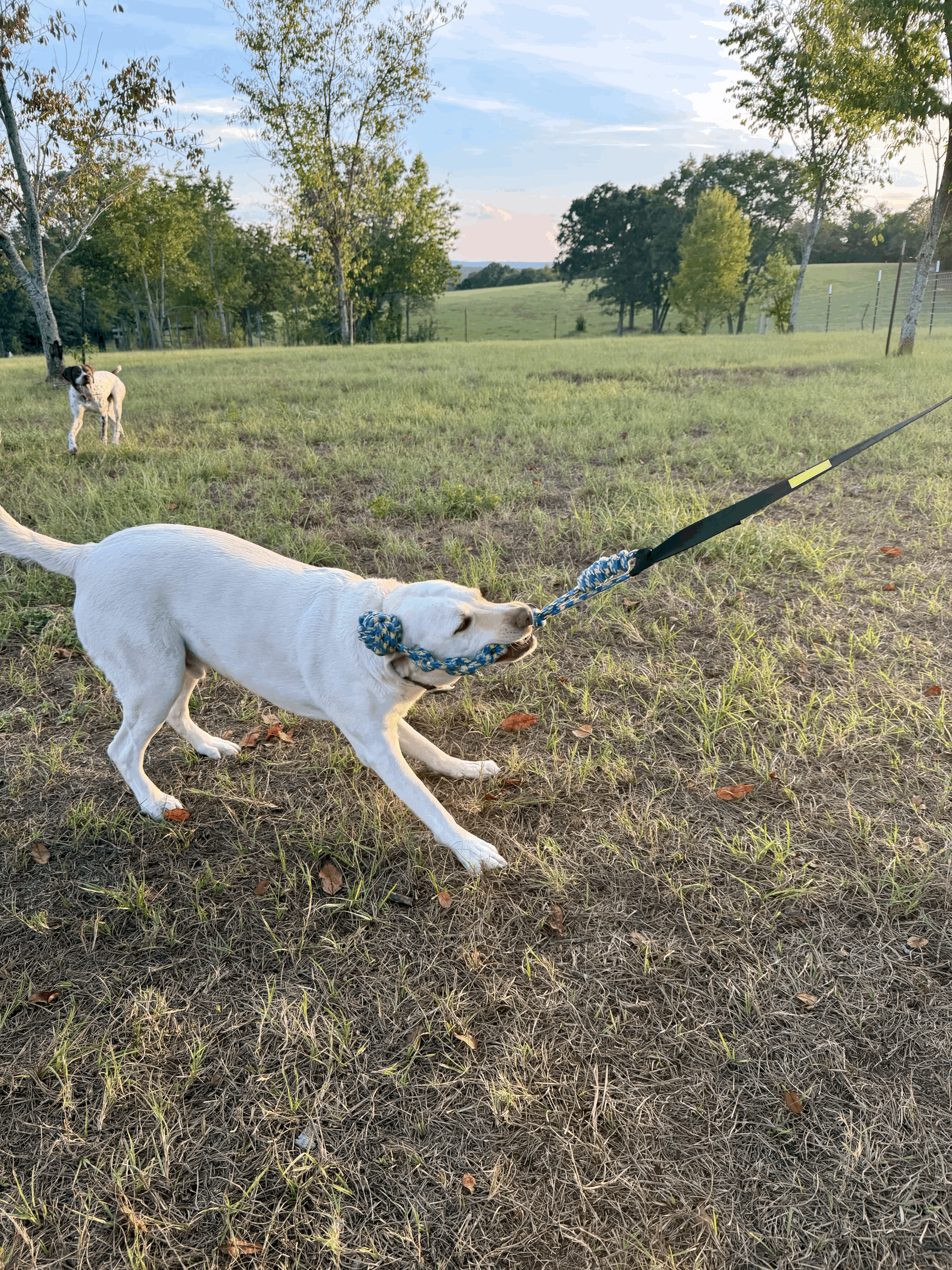 From Breakfast to Bedtime: A Day at Riptide Thunder Kennels