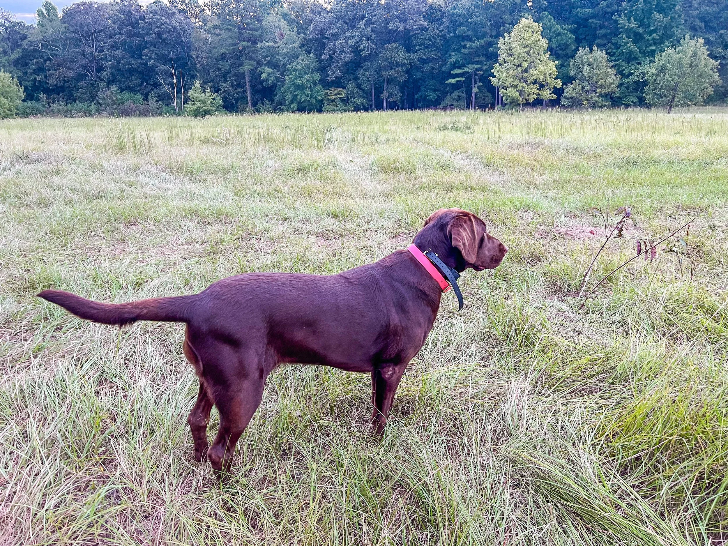 Brown Labrador retriever dog with pink collar standing in a grassy field, looking to the right with trees in the background.