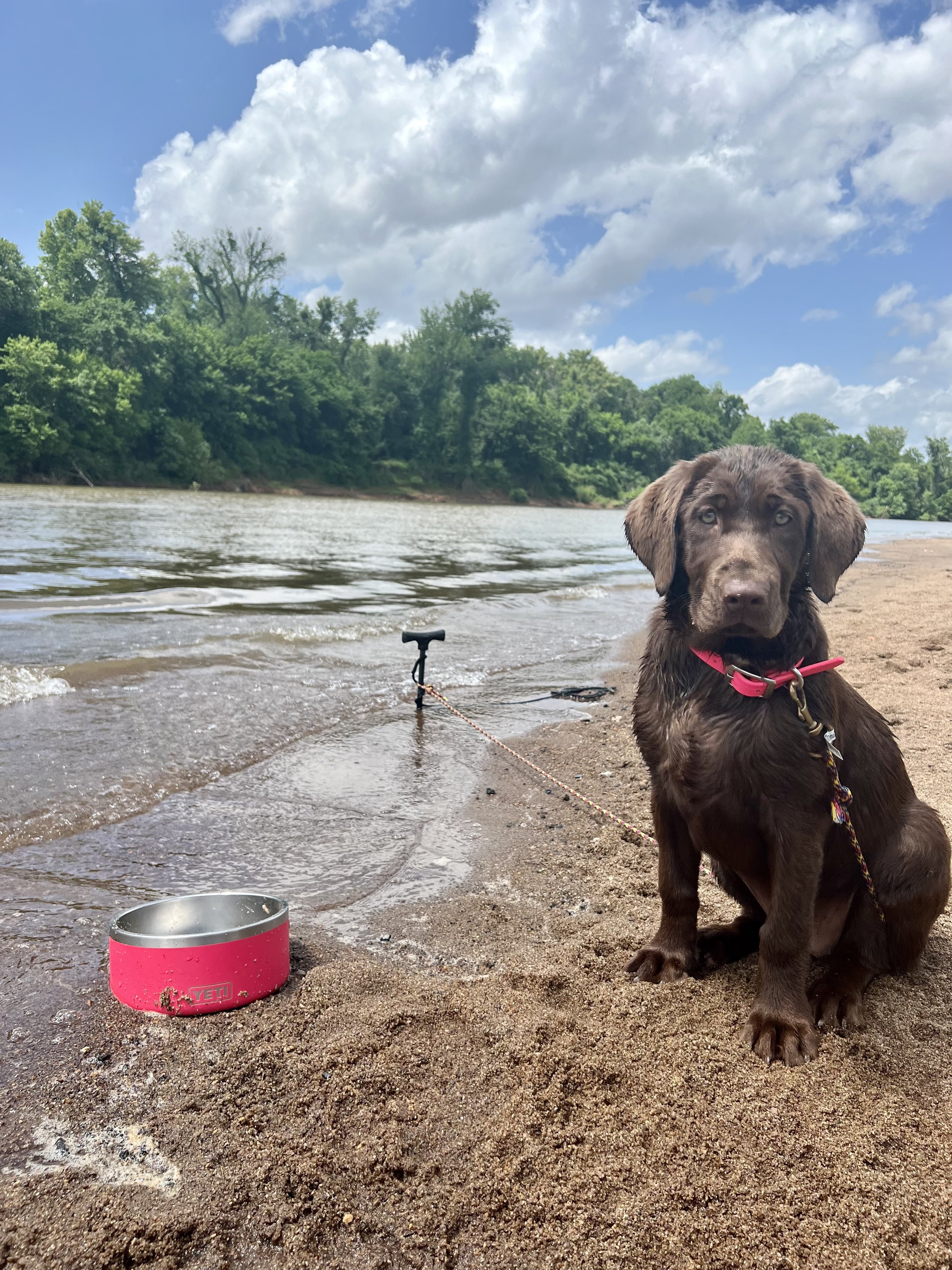 A brown puppy sitting on a sandy beach near a river, with a pink water bowl and a water scooter in the background, under a partly cloudy sky.