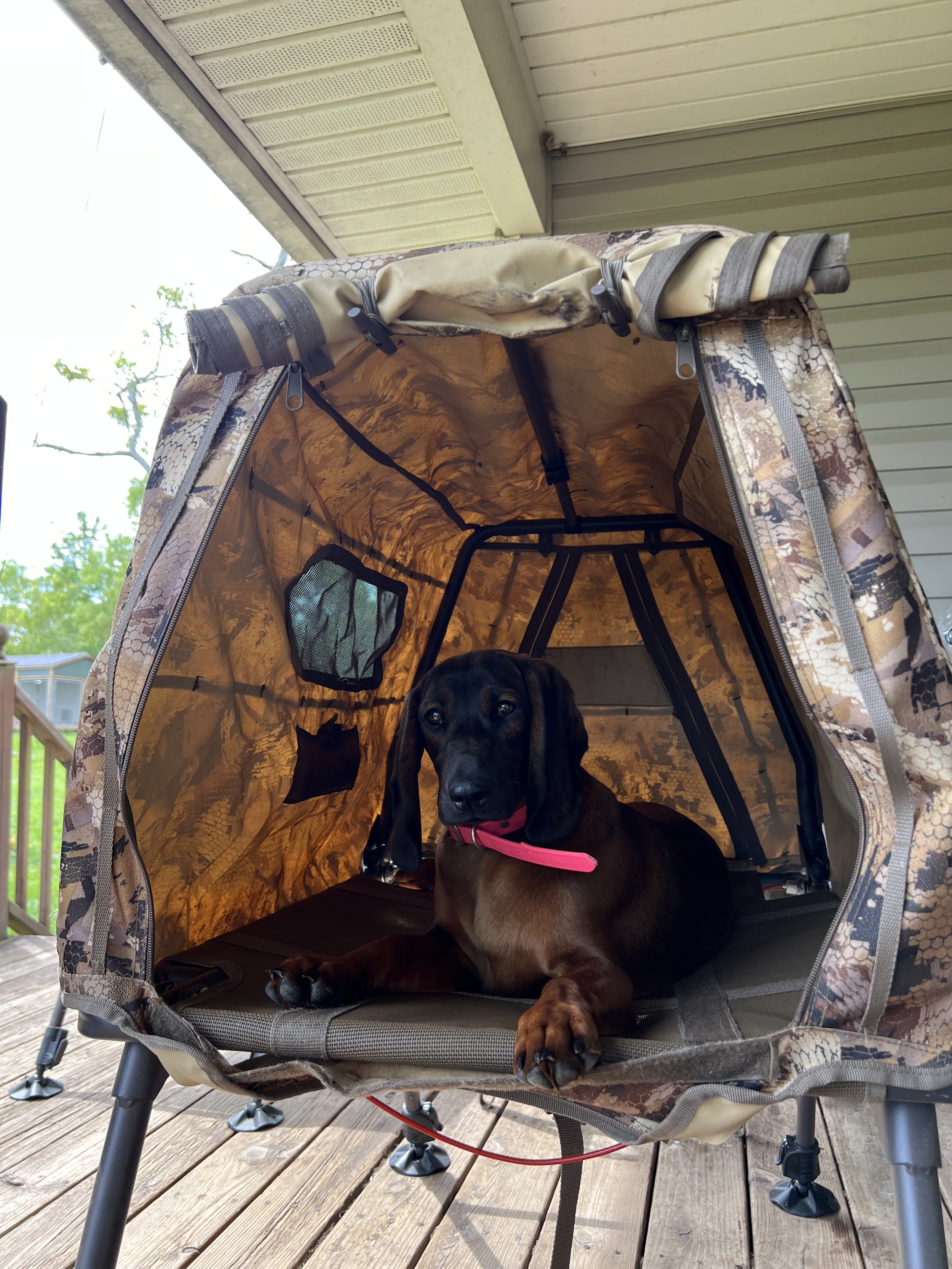 A brown and black dog with a pink collar lying inside a camouflage-colored camping tent on a wooden deck outside a house.