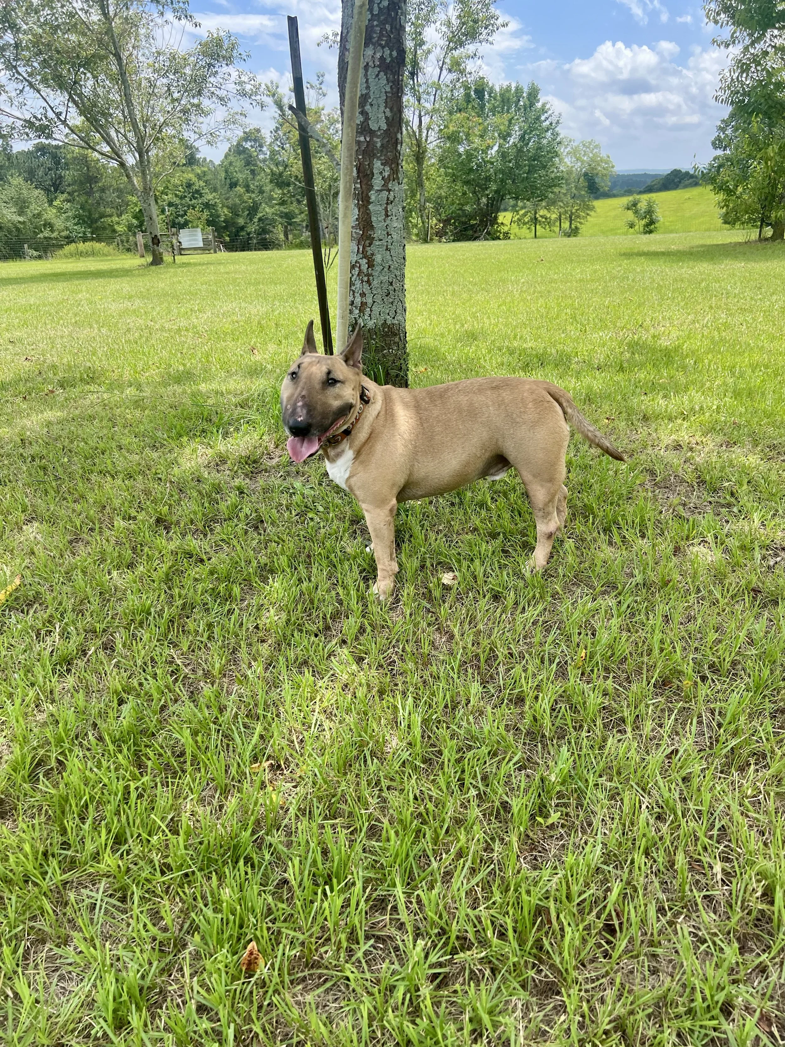 A tan mini bull terrier with a black nose and a white chest, standing on green grass near a tree under a partly cloudy sky.