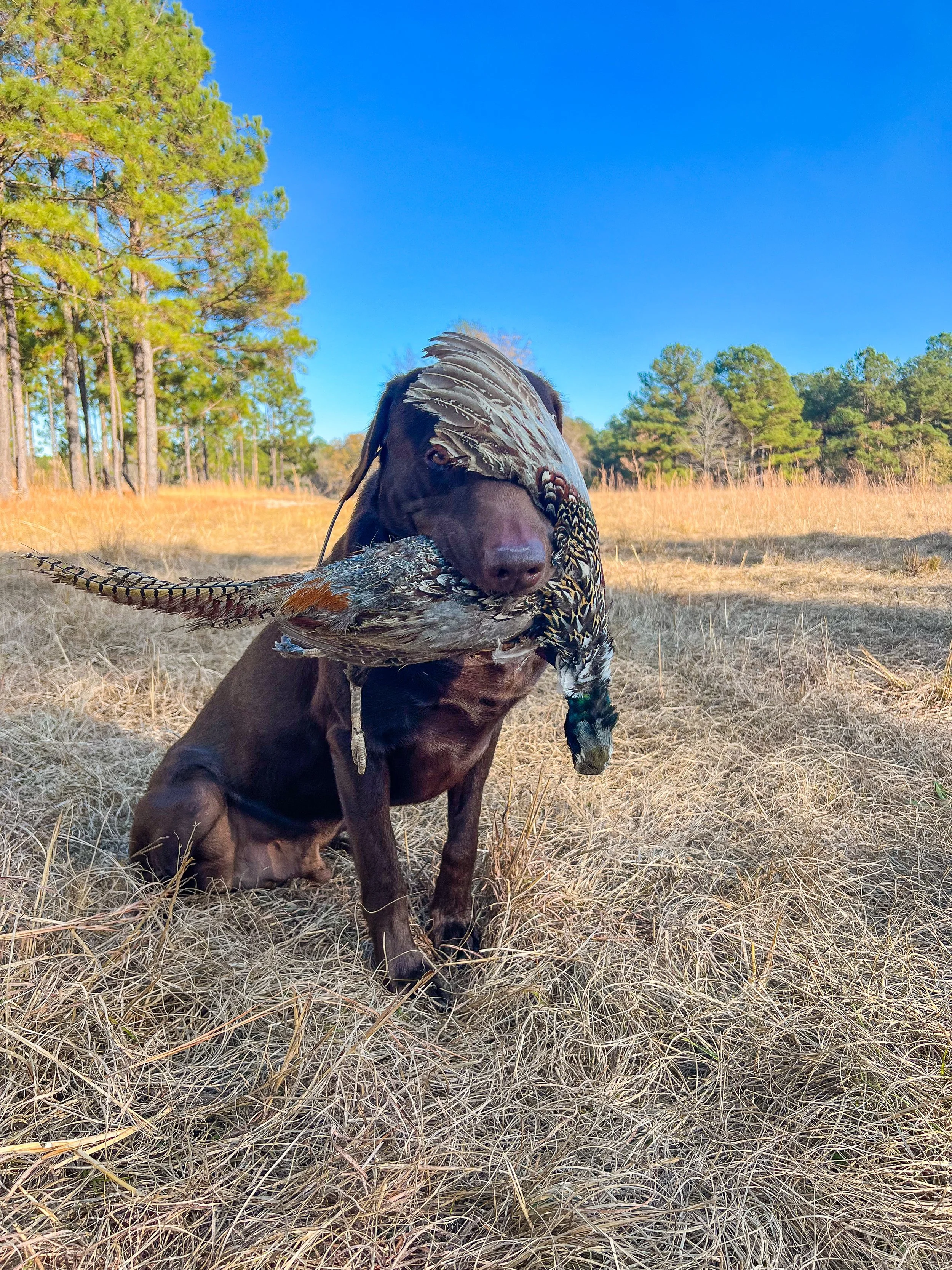 A dog sitting in a grassy field holding a pheasant in its mouth.