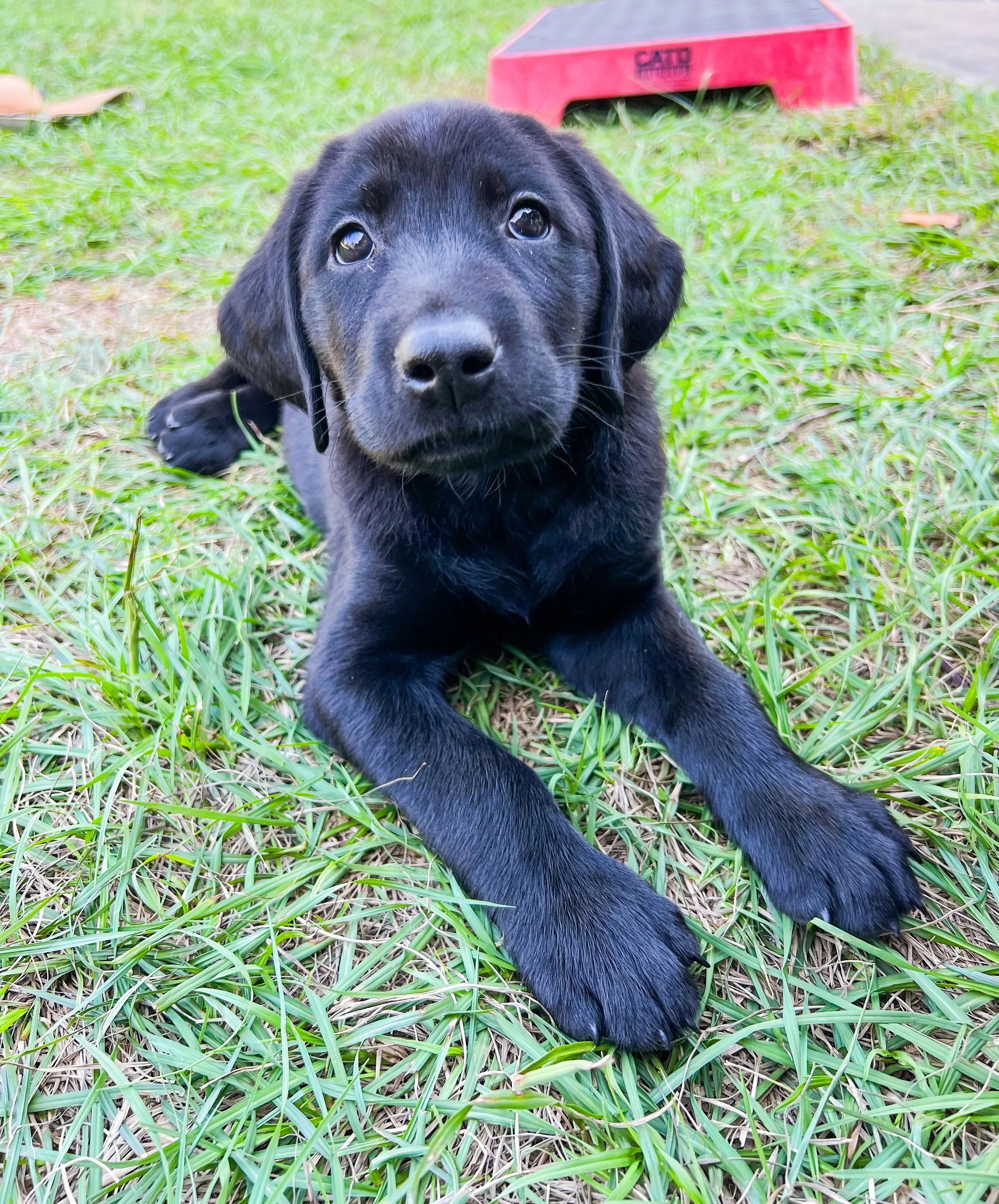 A black puppy laying on green grass with a red object in the background.