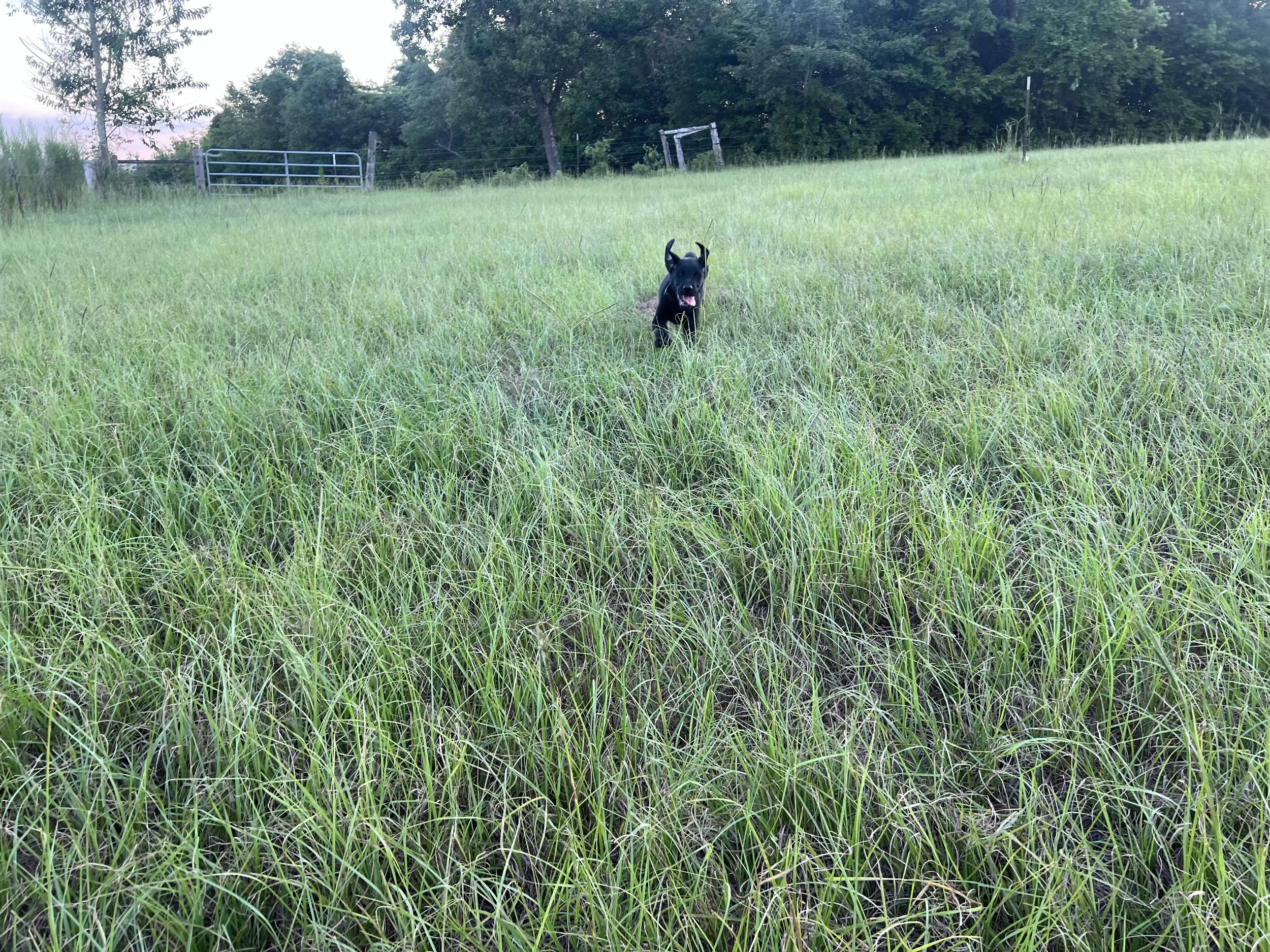 A black dog running through tall green grass in an open field with trees and a metal gate in the background.