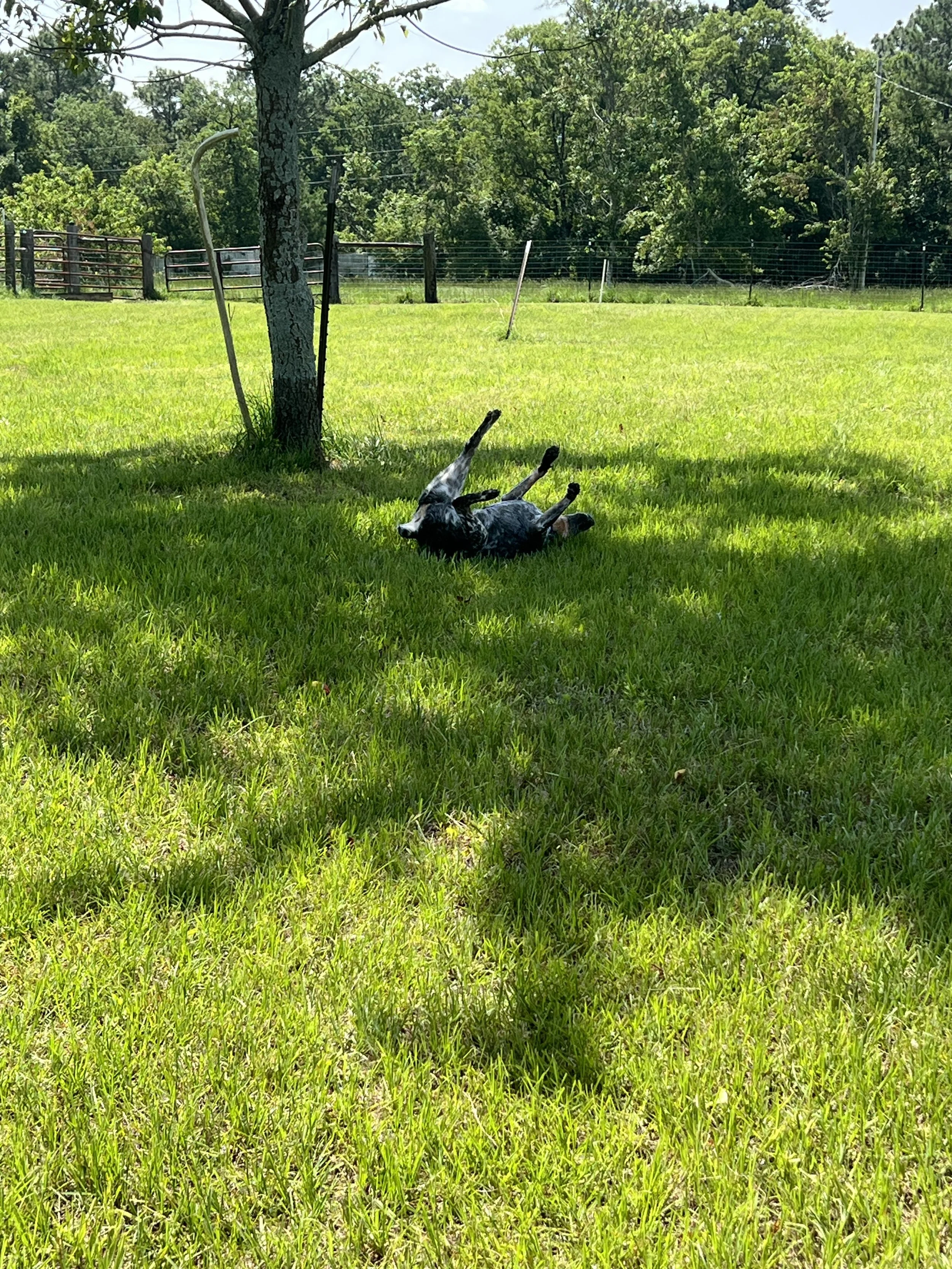 A black and white dog lying on its back in a grassy yard next to a tree, with a landscape of green trees and fencing in the background.