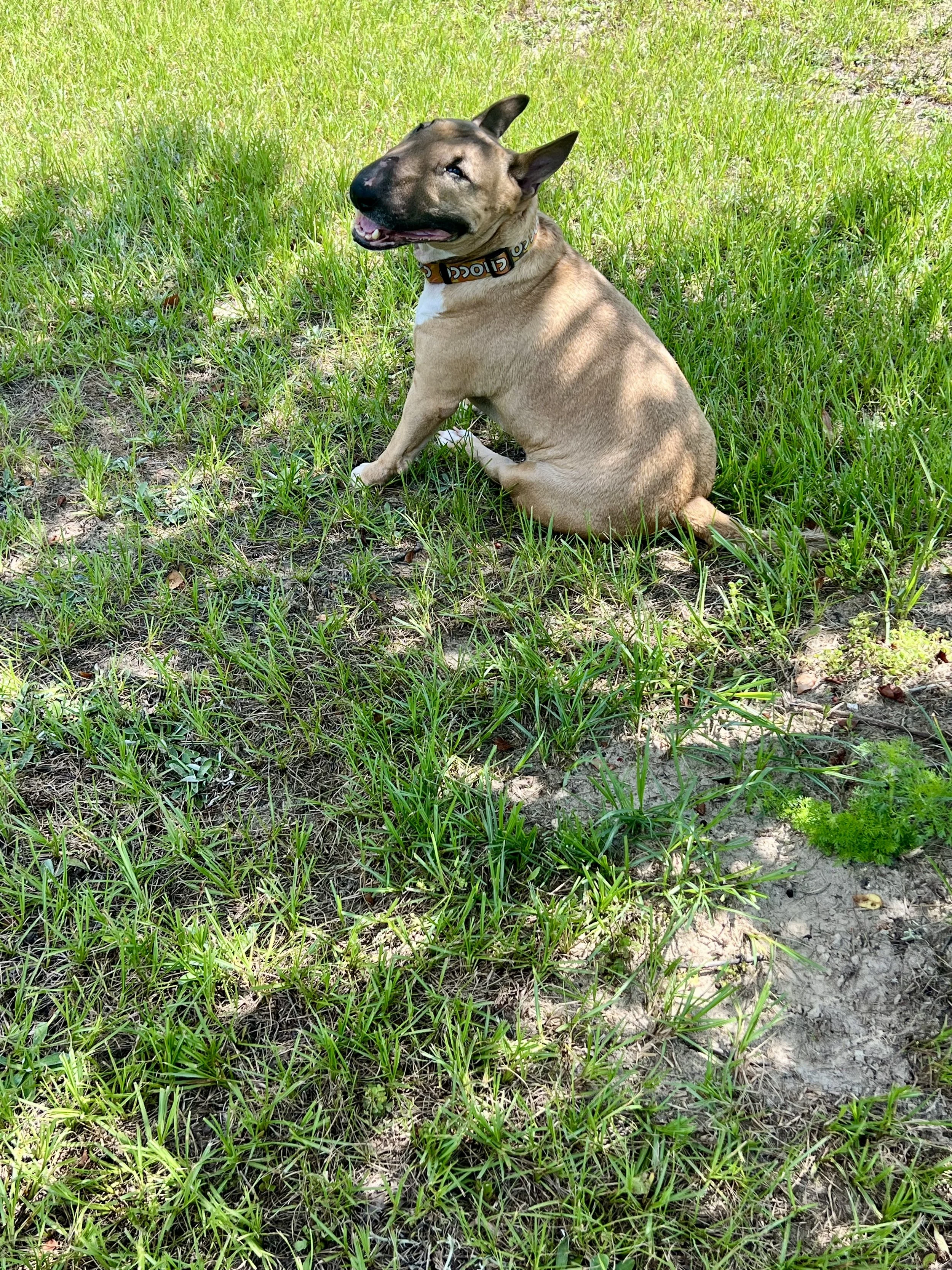 A tan dog with a black face and pointy ears sitting on a grassy patch with some shadows, wearing a black collar, in a natural outdoor setting.
