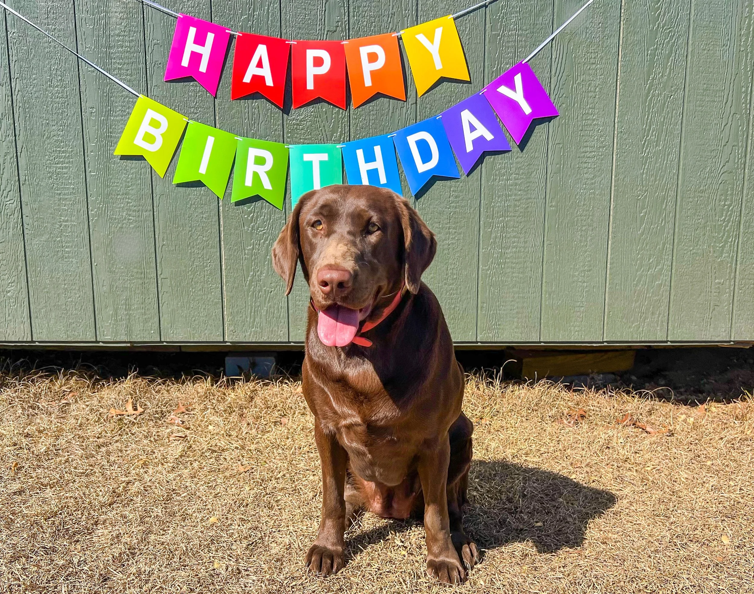 A happy brown dog sitting on grass in front of a green wooden fence with a colorful birthday banner that reads 'Happy Birthday'.