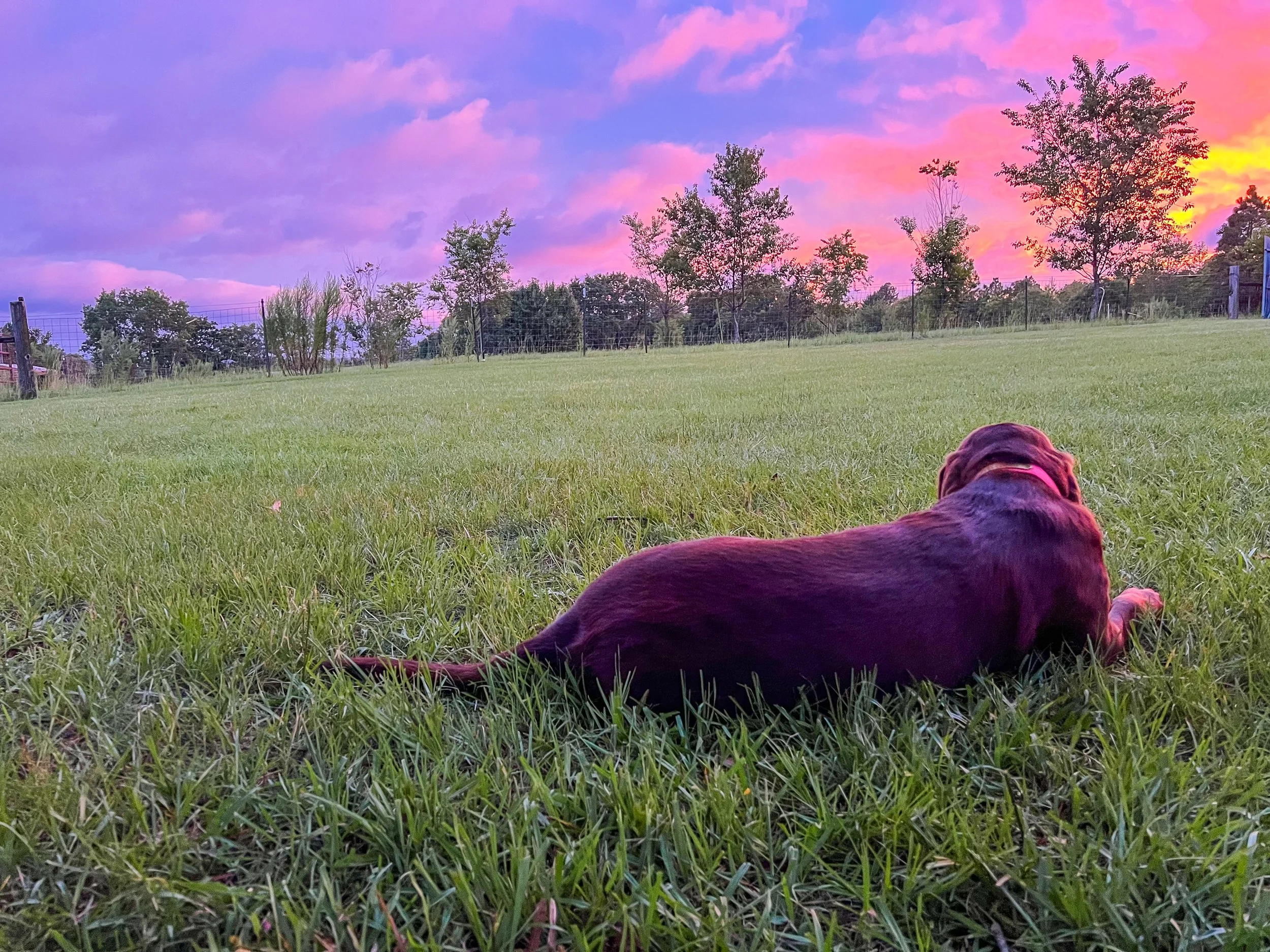 A brown dog lying on green grass in a field during a colorful sunset with pink, purple, and yellow sky and scattered trees in the background.