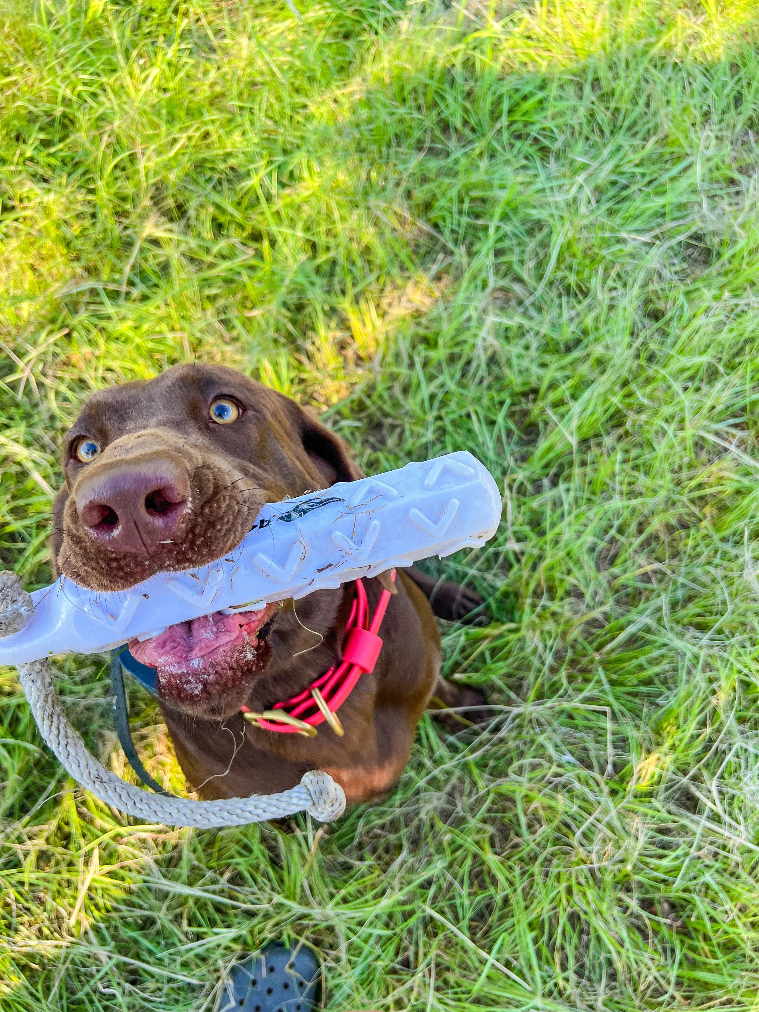 A brown dog with blue eyes holding a white chew toy in its mouth, sitting on green grass.