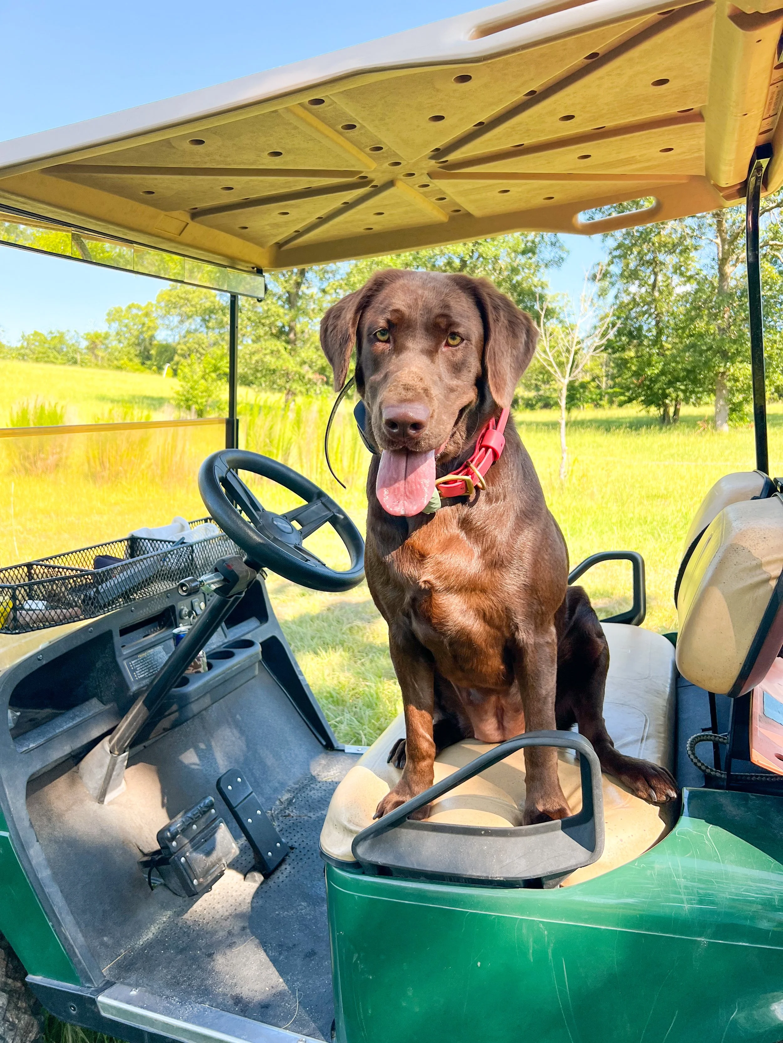 A brown Labrador Retriever dog with a red collar sitting on the seat of a green golf cart, panting with its tongue out, in a sunny outdoor setting with green trees and grass in the background.