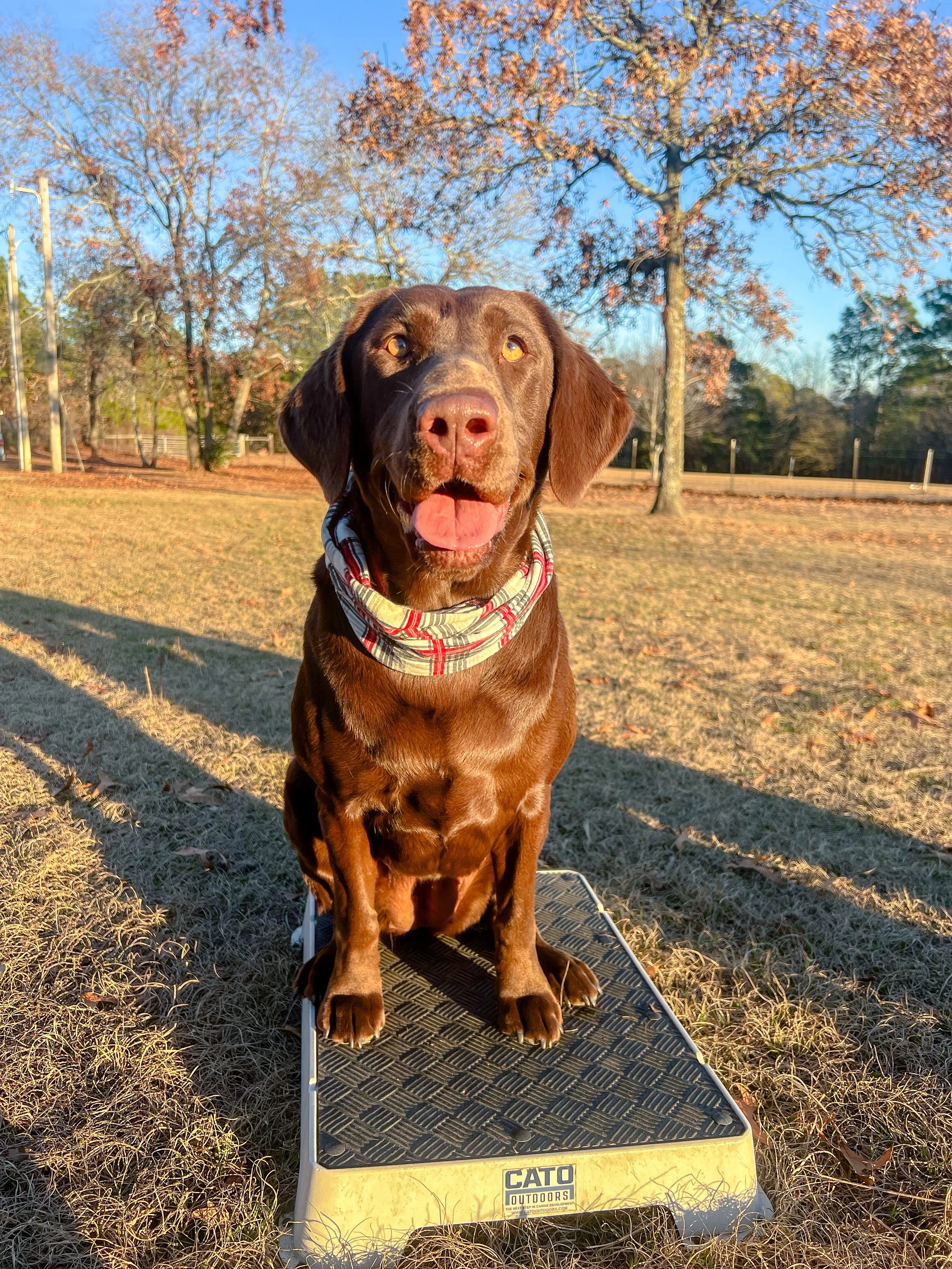 A happy brown dog with a plaid bandana around its neck sitting on a scale outdoors in a grassy field with trees in the background during fall.