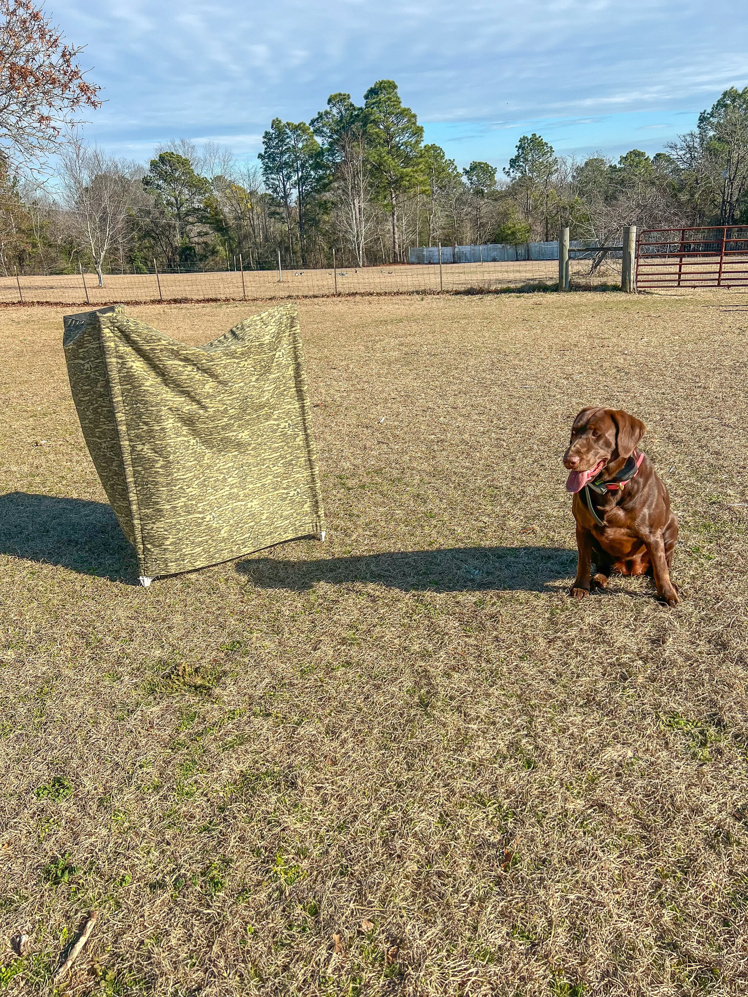 A brown dog sitting on a grassy field near a camouflaged tent. The background includes a fence, trees, and a partly cloudy sky.
