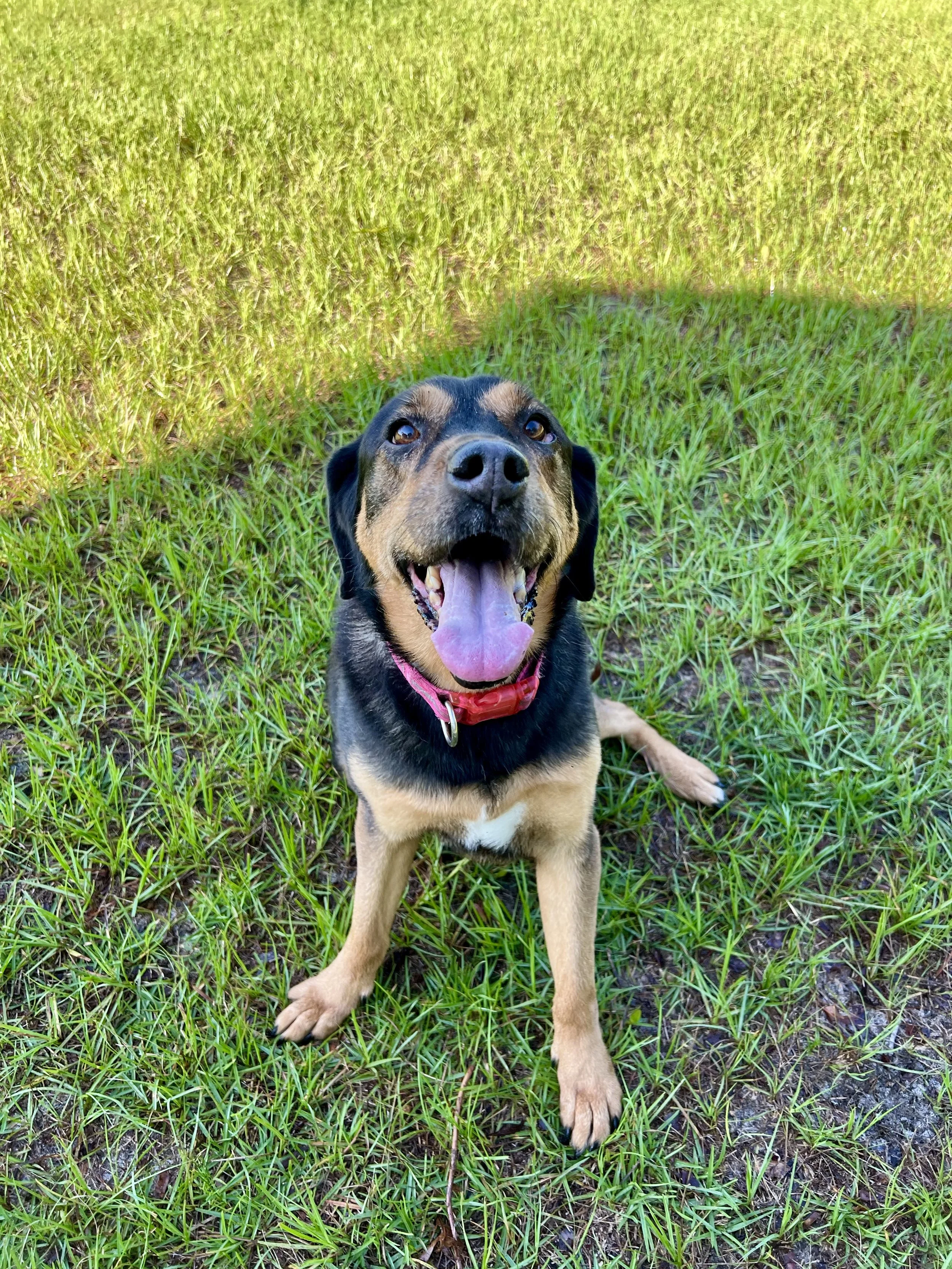 Cute brown and black dog sitting on green grass with mouth open and tongue out, smiling.