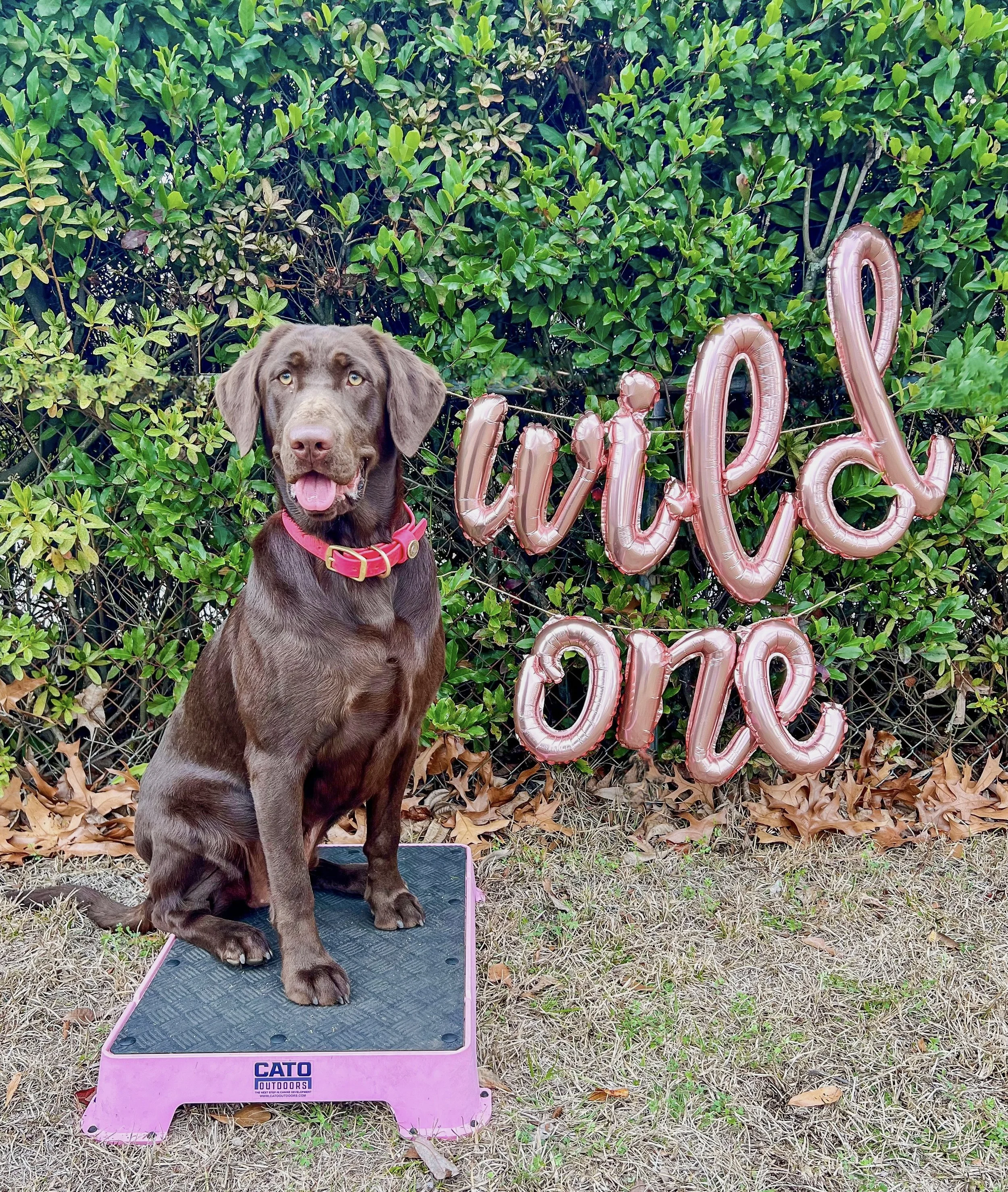 A chocolate Labrador dog wearing a pink collar sitting on a pink elevated pet platform outdoors. Behind the dog, there is a green leafy hedge and a decorative pink balloon sign that spells out 'hello' and 'one' in cursive. The ground is covered with