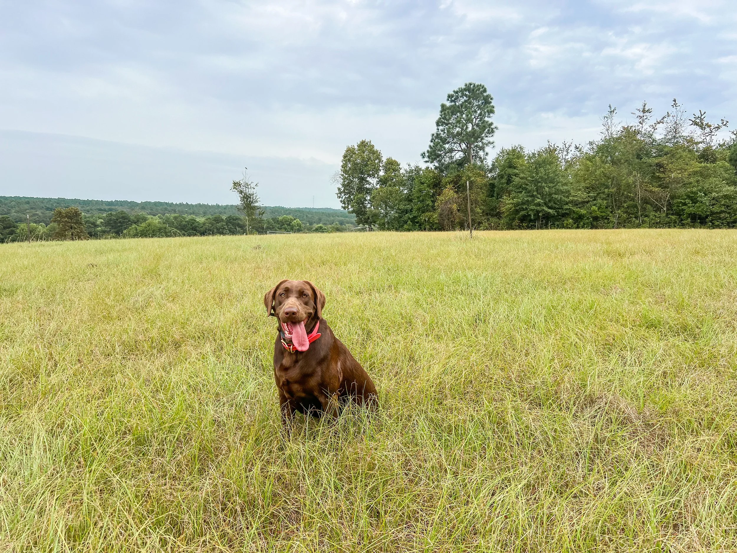A brown dog with a pink tongue sitting in a grassy field on a cloudy day.