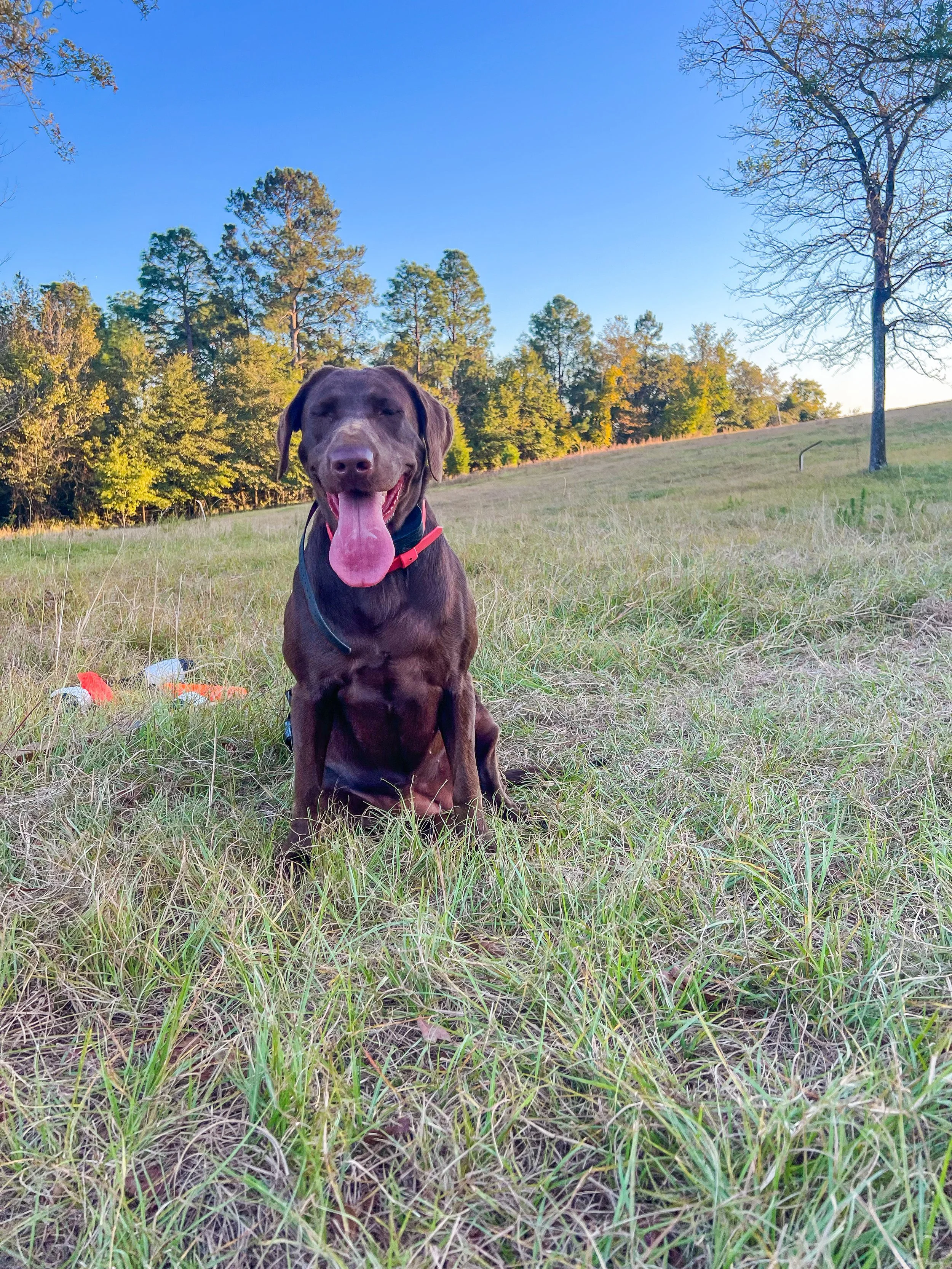 A happy brown Labrador Retriever sitting on a grassy field with trees and blue sky in the background.