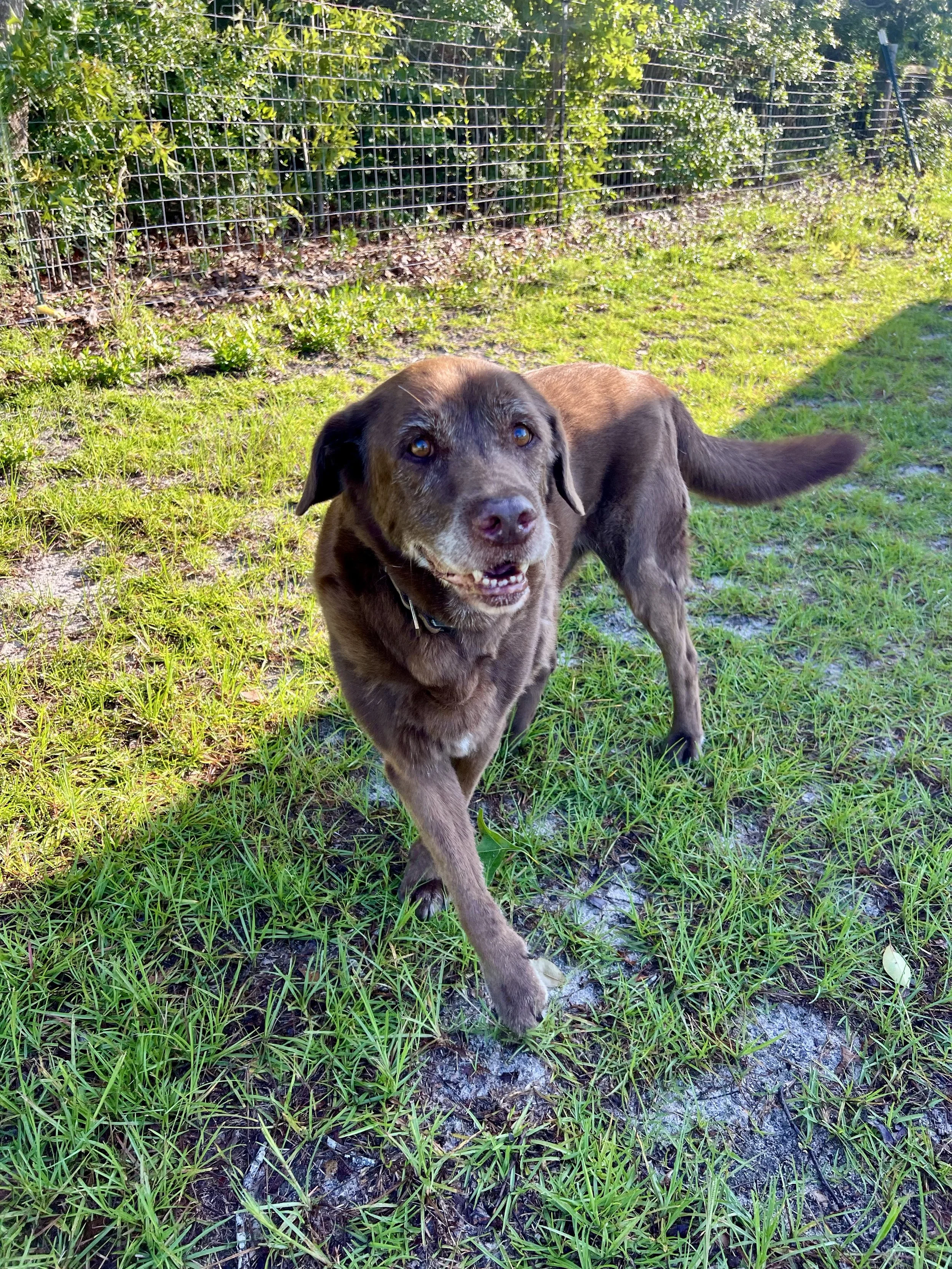 A smiling chocolate Labrador Retriever standing on green grass next to a wire fence with bushes behind it, outdoors during daylight.