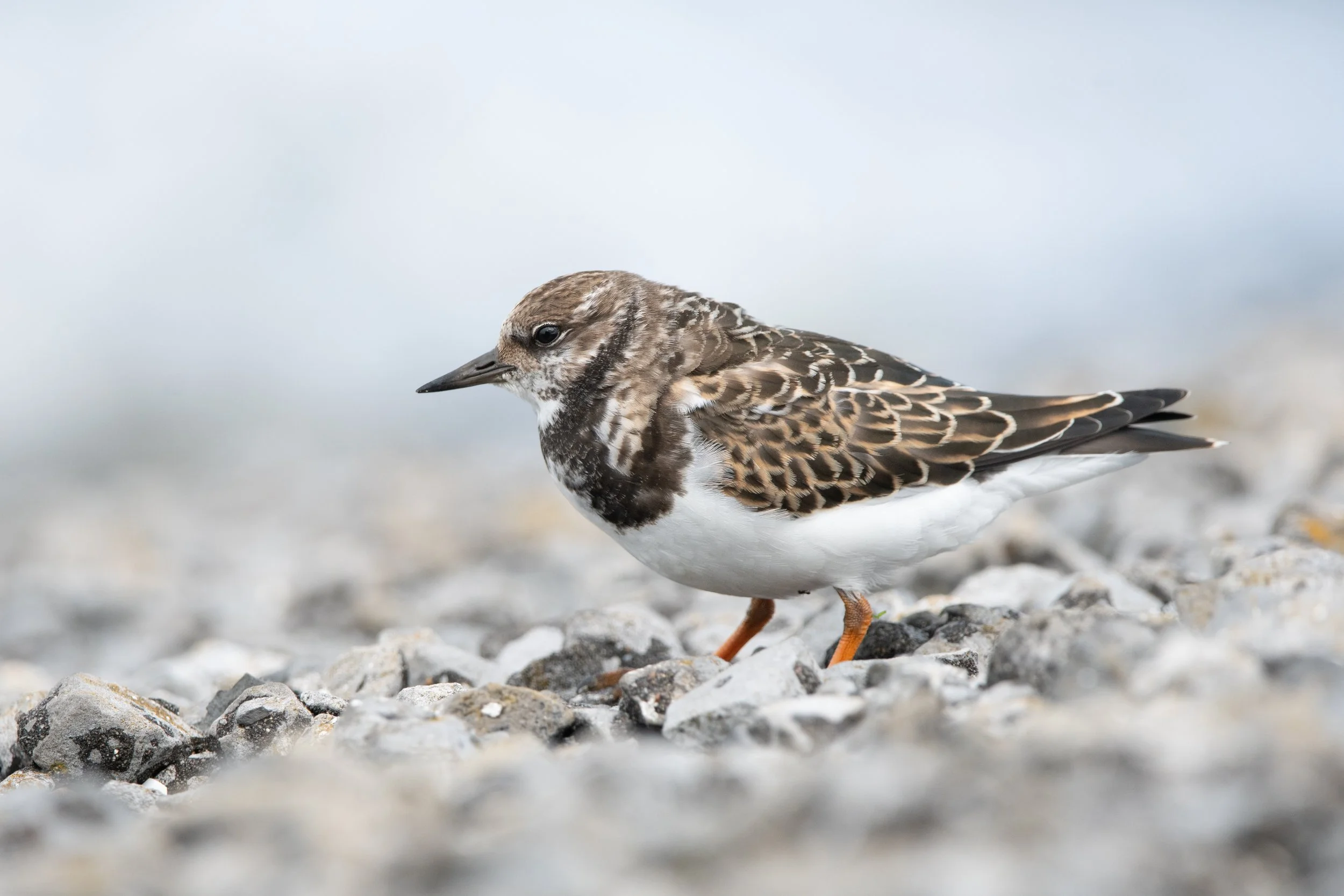 Dutch Birdlife