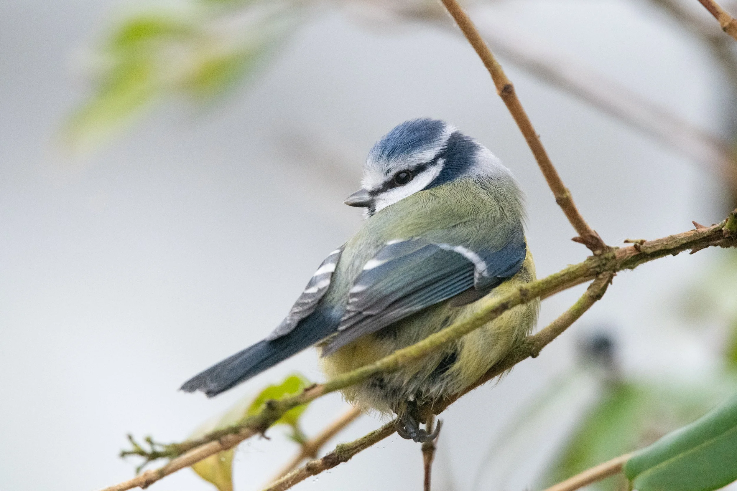 Garden Bird Photography