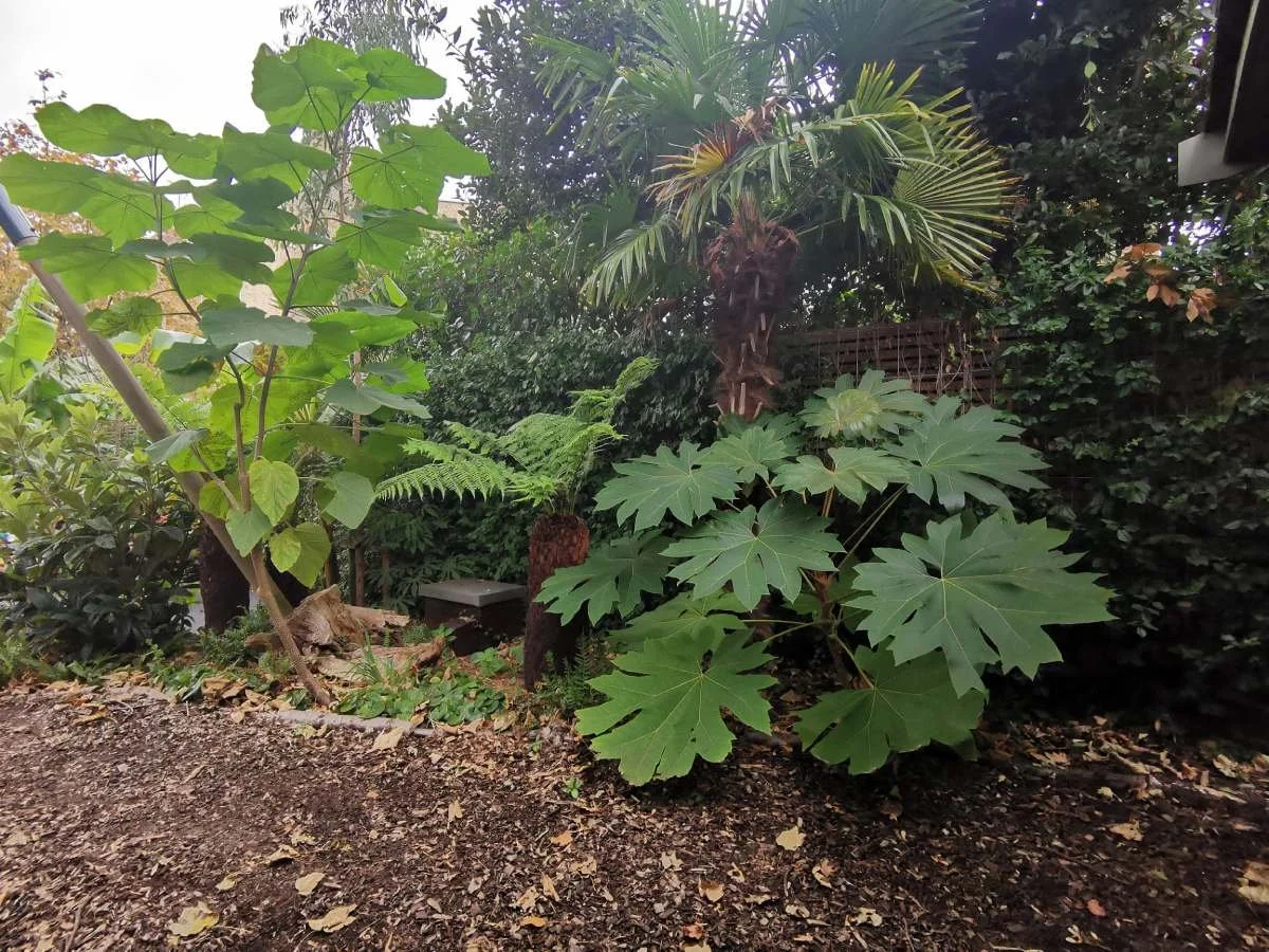 Tetranpanax papyrifer Rex, Paulownia tomentosa, garden design