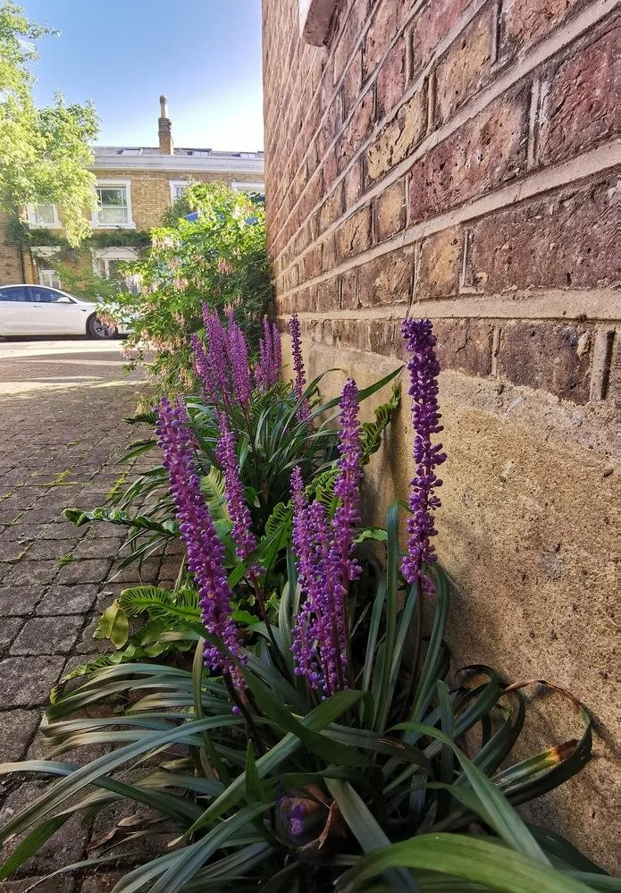 Liriope muscari, Asplenium, driveway