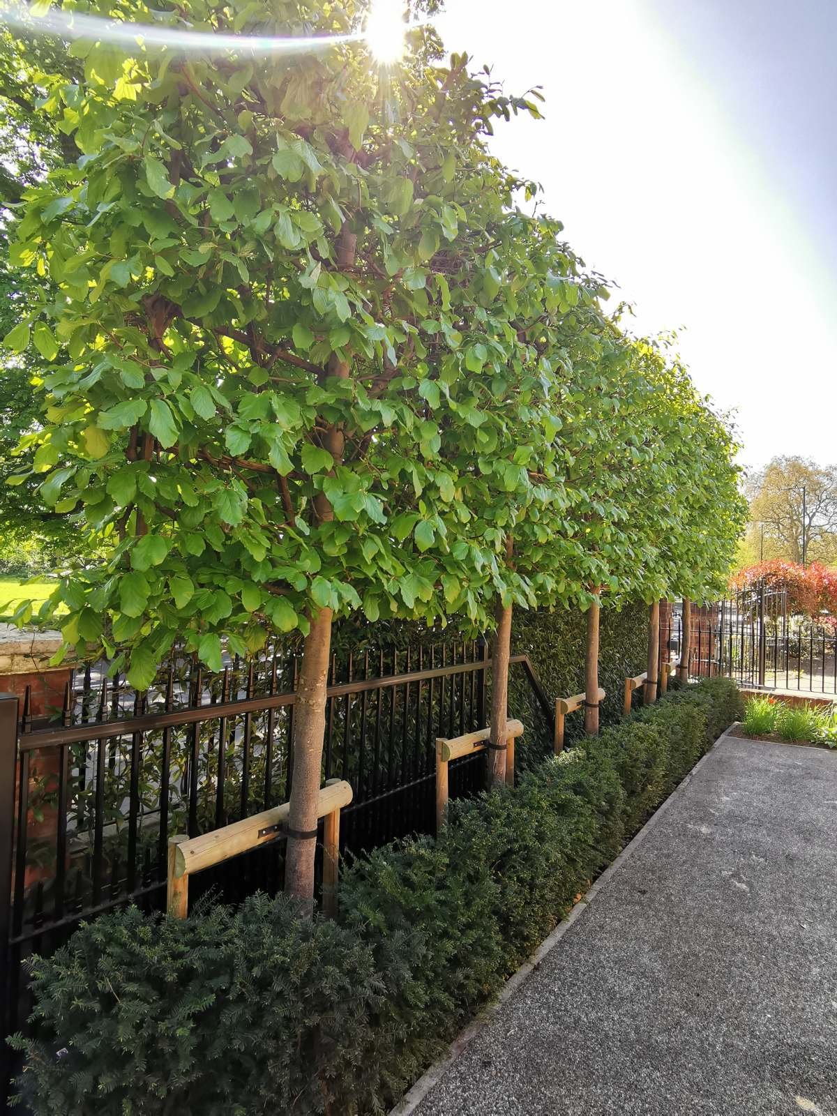 Parrotia persica pleached trees, screening, Taxus, garden design, driveway parking