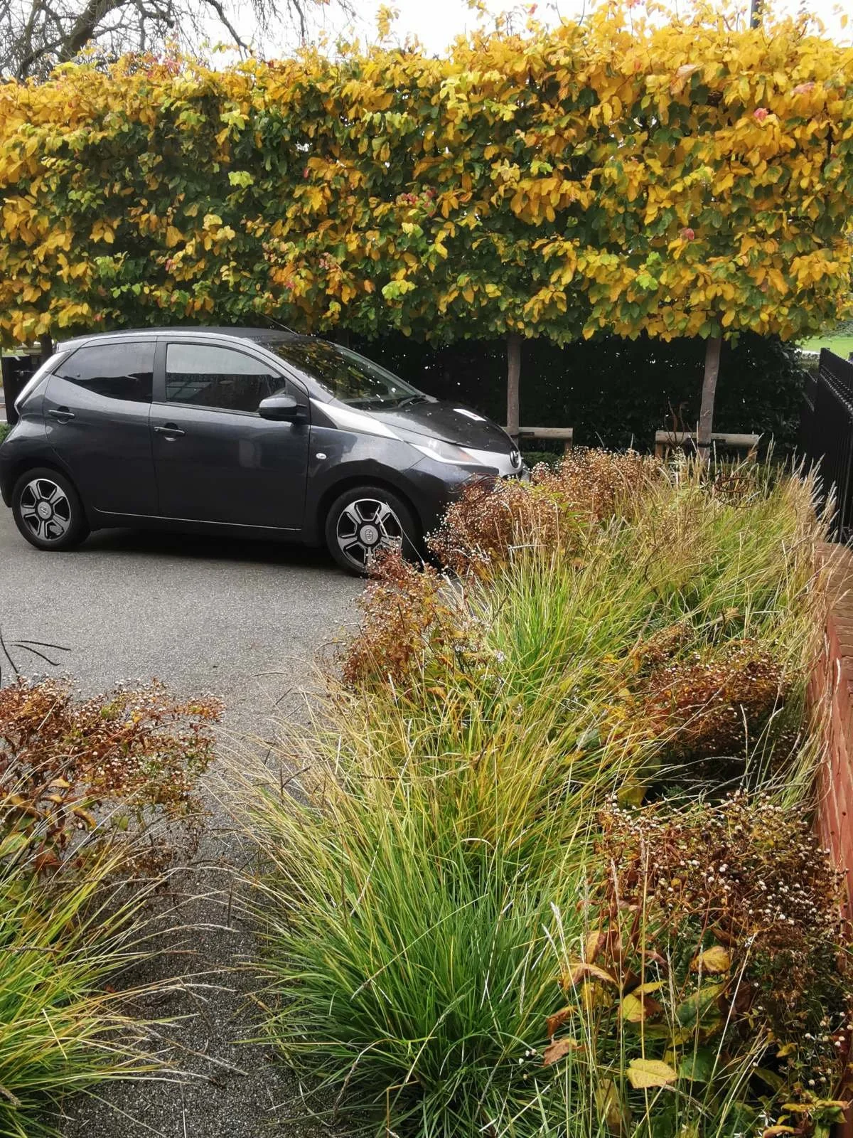 Parrotia persica pleached trees, Sesleria autumnalis, winter interest, autumn, Eurybia 'Beth Chatto', garden design, driveway parking