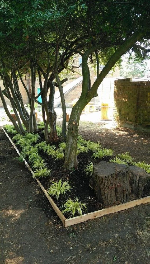 Community garden, charity, RHS, shade garden, Hakonechloa, Pyracantha, garden design