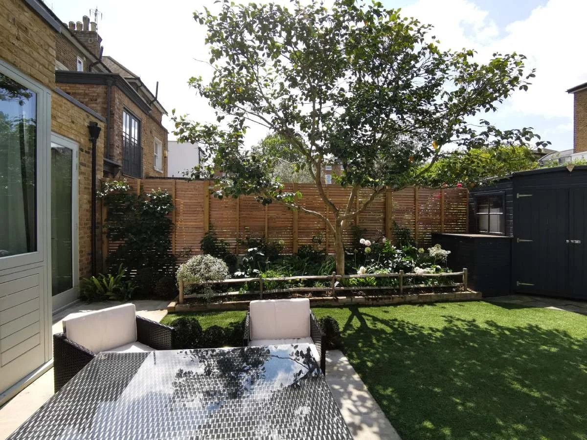 City garden, Camellia, Taxus domes, Hydrangea petiolaris, semi-shade border, garden design
