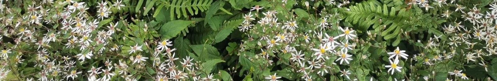 A dense patch of white flowers with yellow centers among green leaves. Eurybia 'Beth Chatto', Polypodium vulgare, garden design