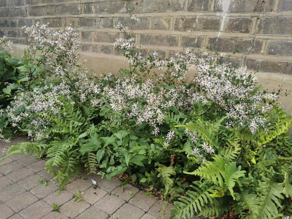Eurybia divaricata 'Beth Chatto', Polypodium vulgare, ferns, driveway, garden design