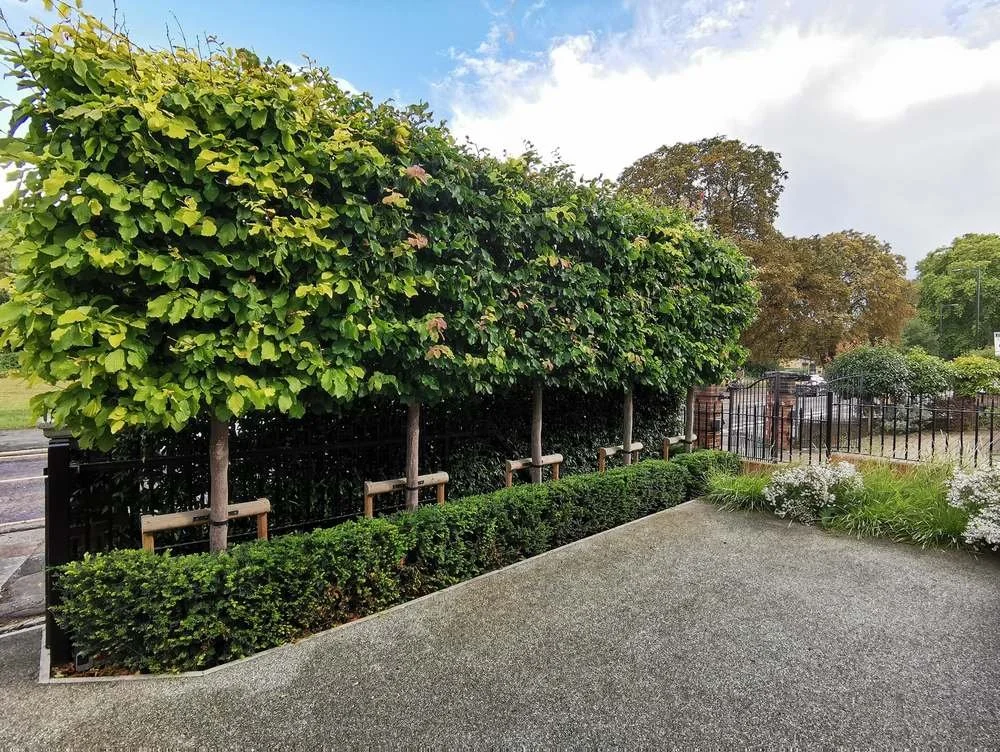 Parrotia persica pleached trees, screening, Taxus, garden design, driveway parking