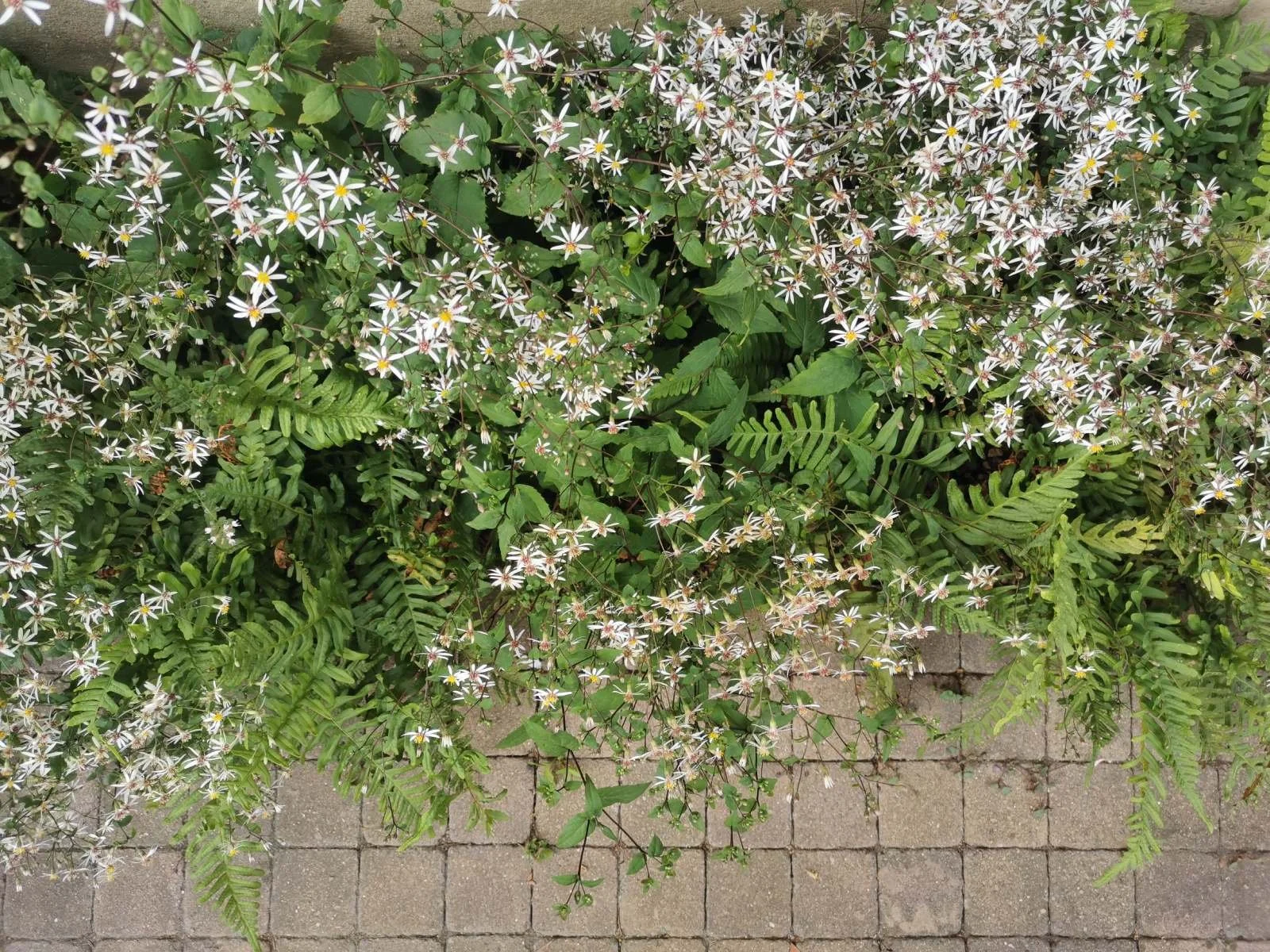Eurybia divaricata 'Beth Chatto', Polypodium vulgare, ferns, driveway