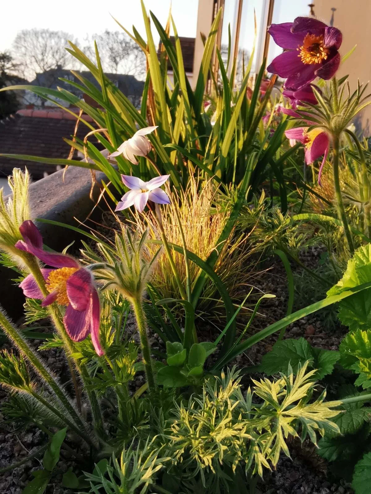 Balcony planter, Hesperantha, Pulsatilla vulgaris, Ipheion 'Charlotte Bishop', garden design