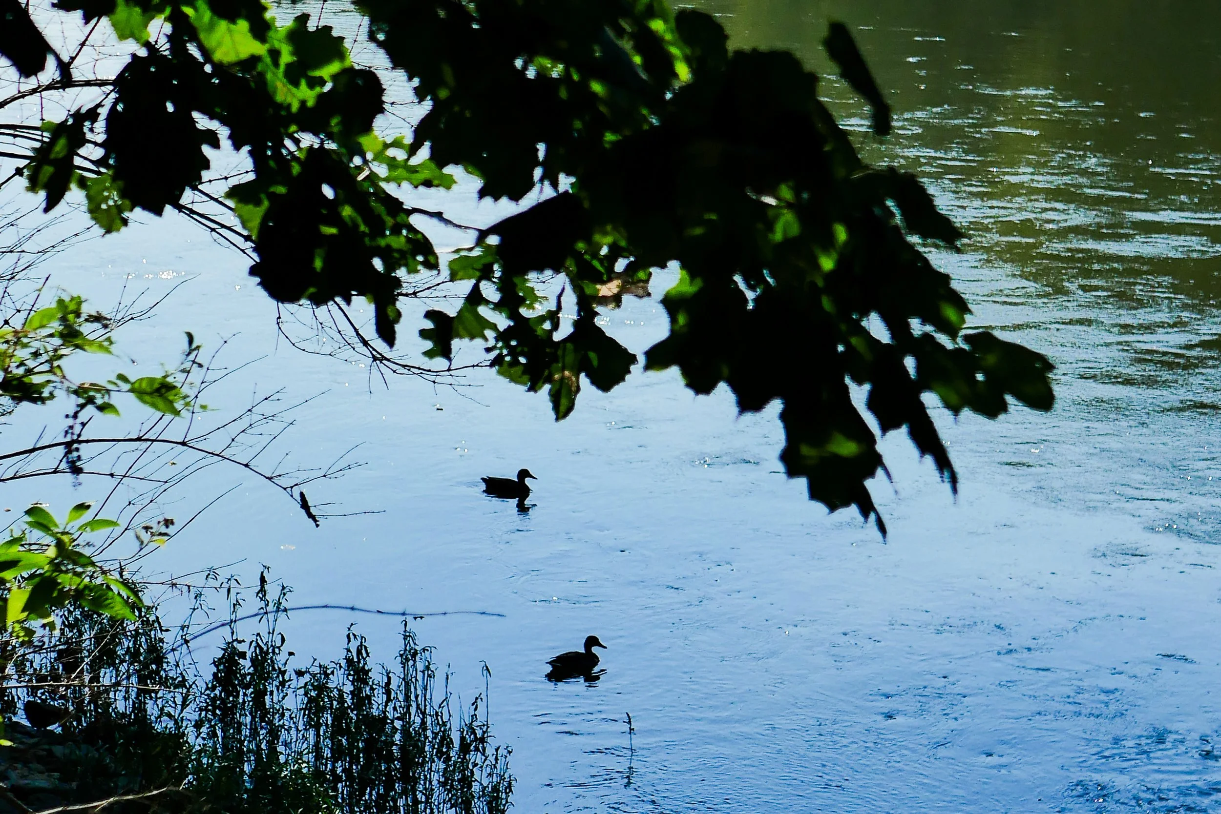 P1190735.jpg