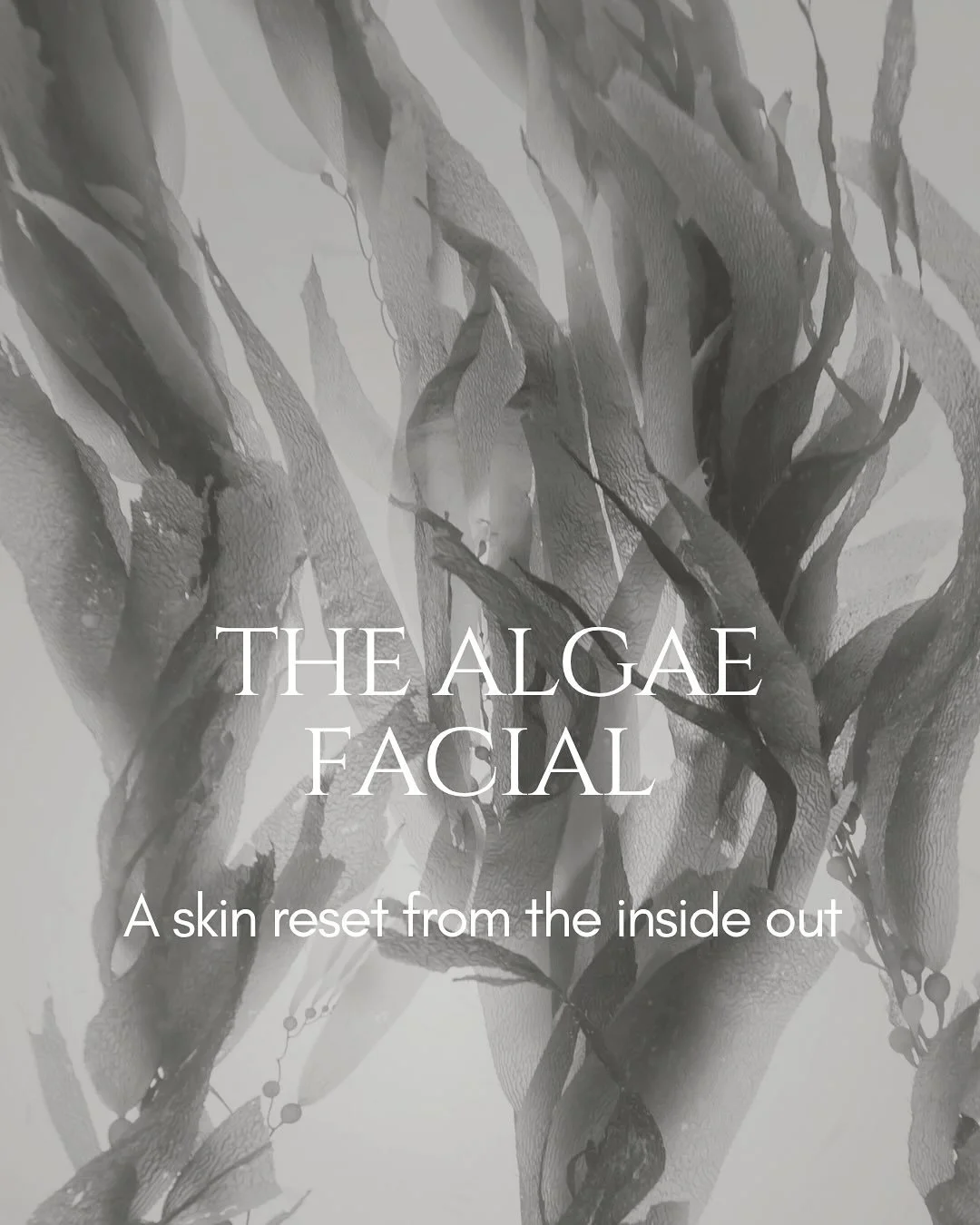 The Algae Facial is not a surface level skin peel. It works from within to stimulate cell renewal, boost collagen, and reveal clearer, brighter, healthier skin.
Suitable for acne, pigmentation, scarring, uneven texture, ageing and even sensitive skin