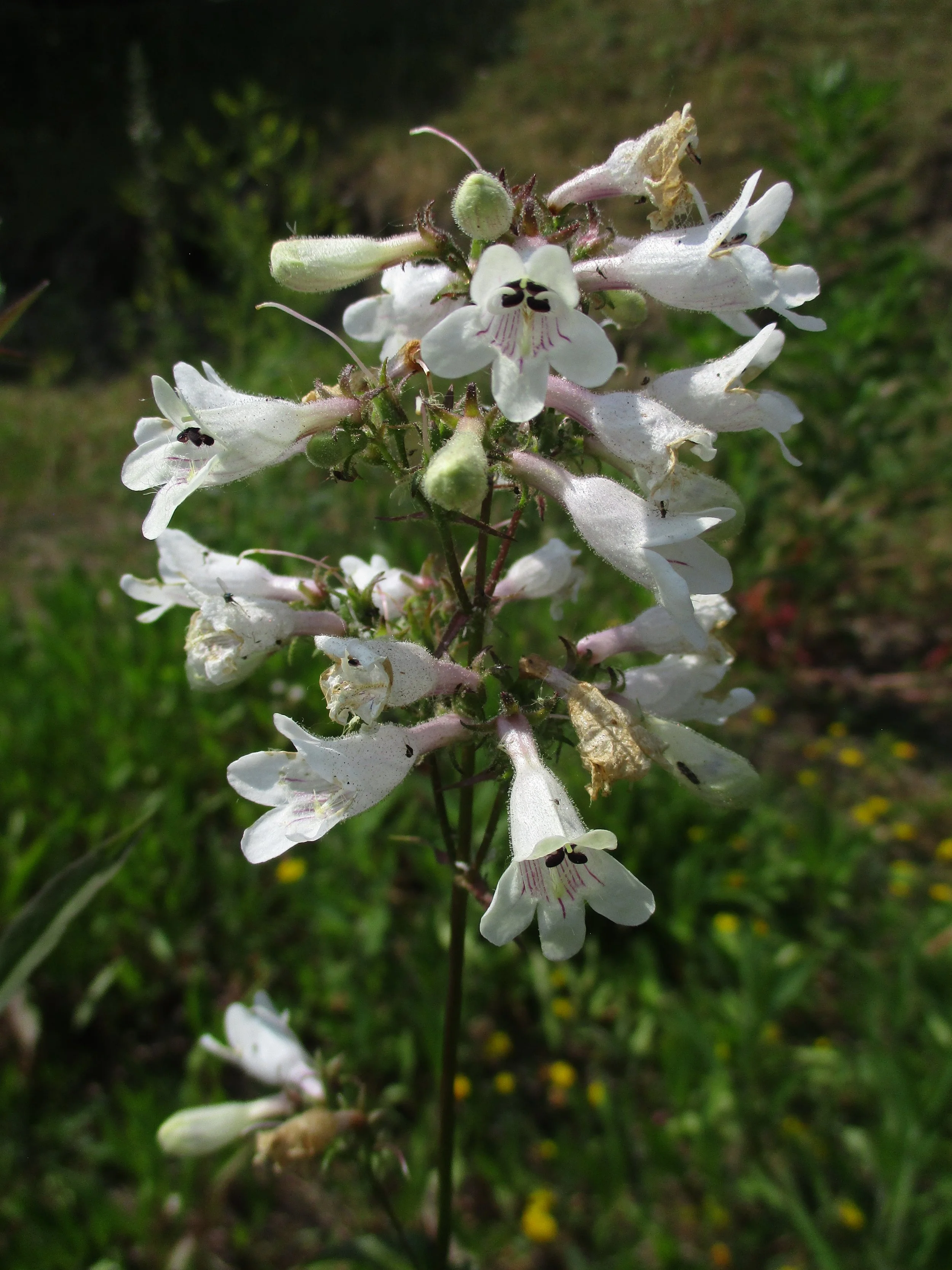 Cbaile19, CC0, via Wikimedia Commons.jpg