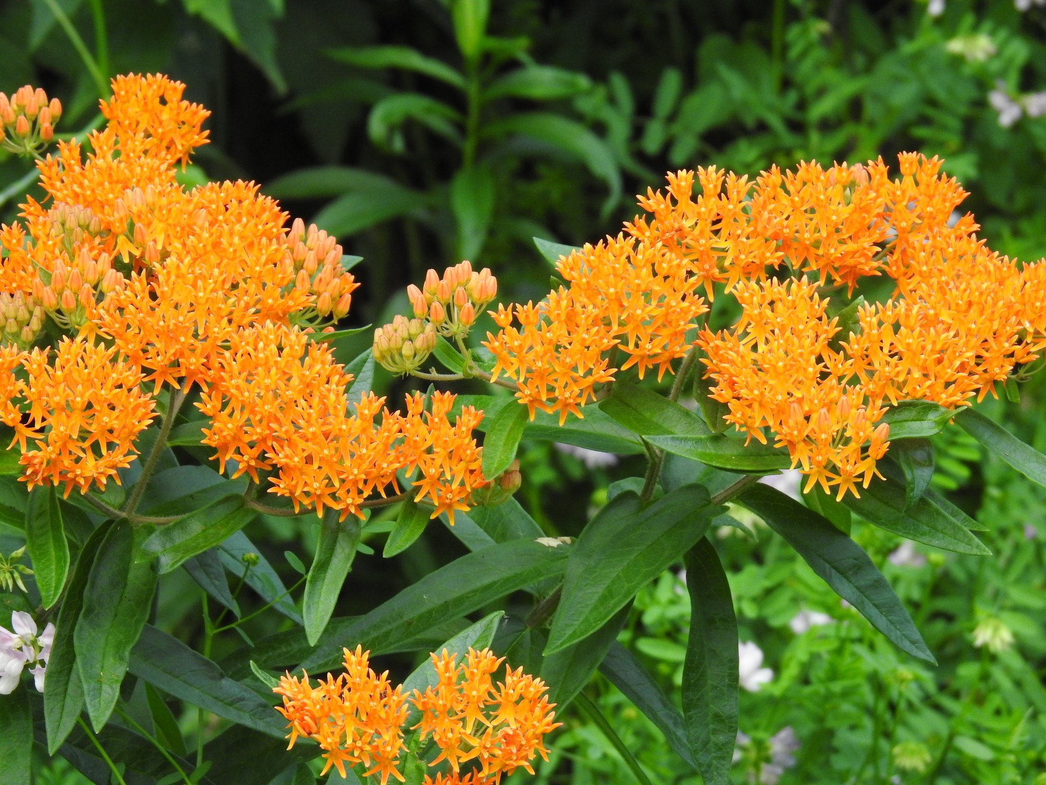 orange butterfly milkweed flowers in a forest