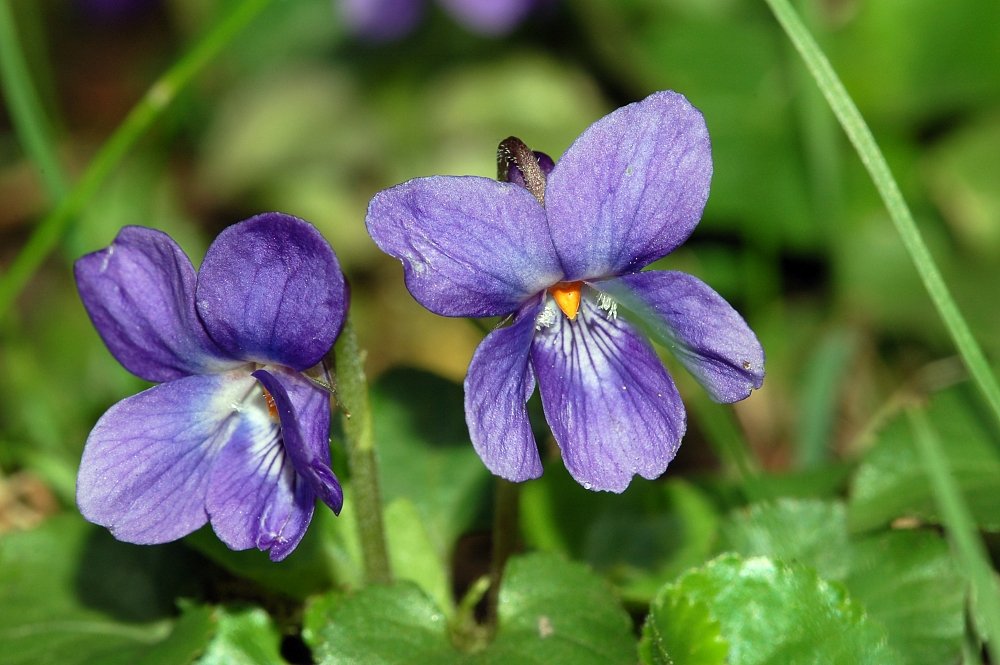 up close image of purple wood violets