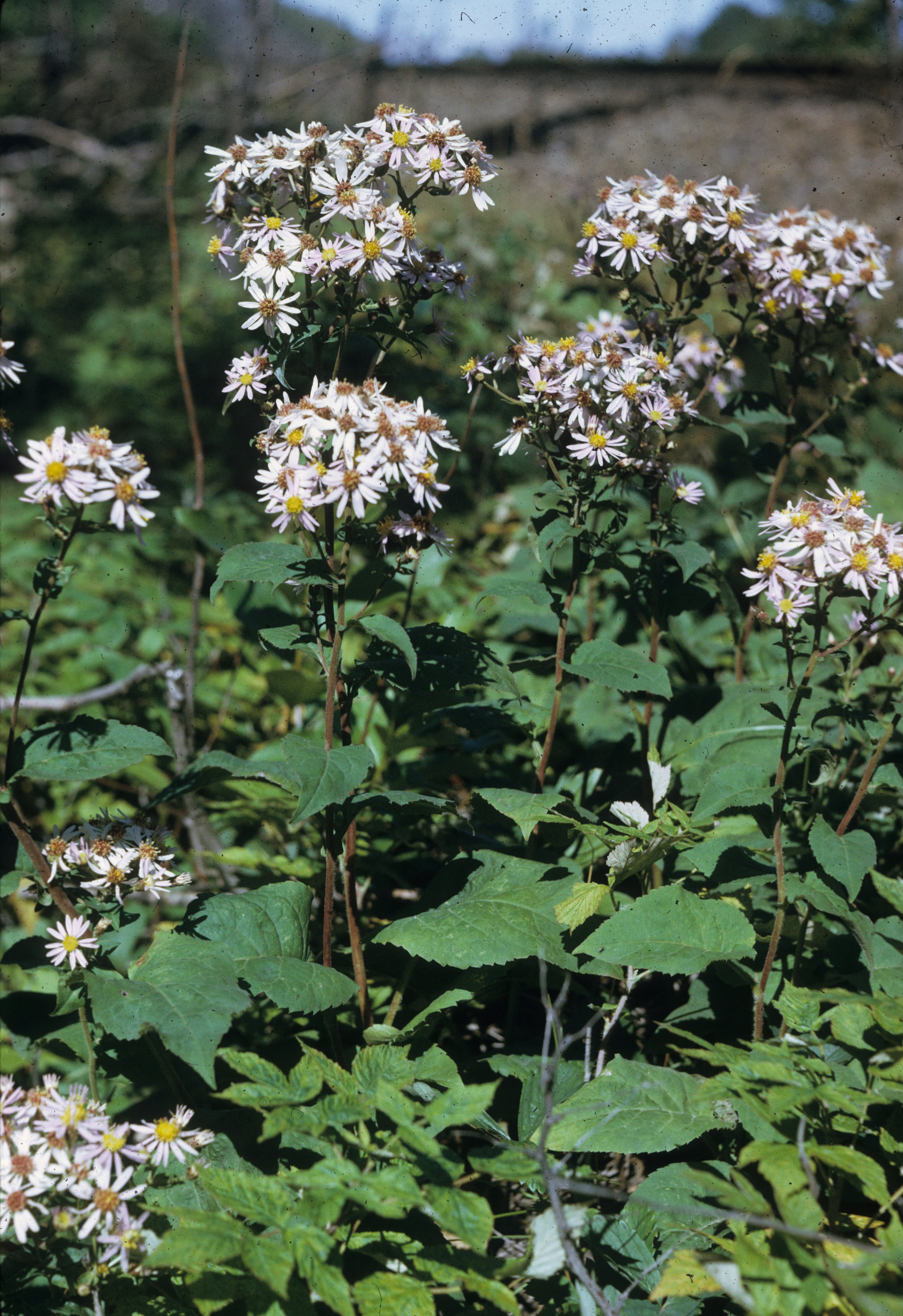 White asters in field