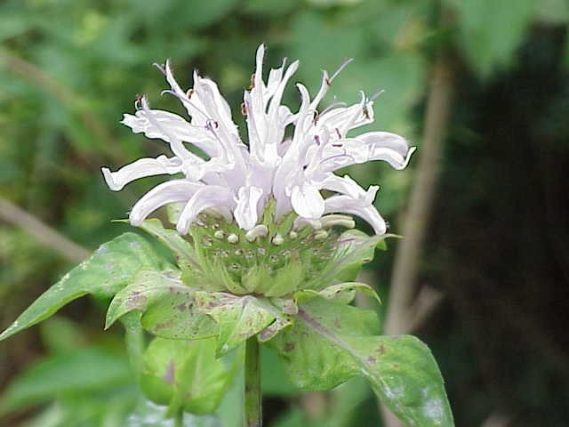 up close image of light purple bee balm flower
