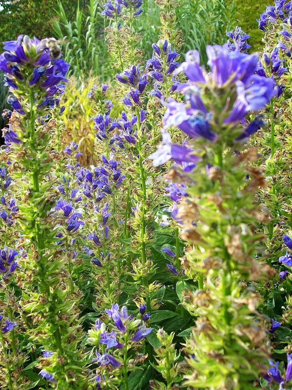 field of great blue lobelia plants
