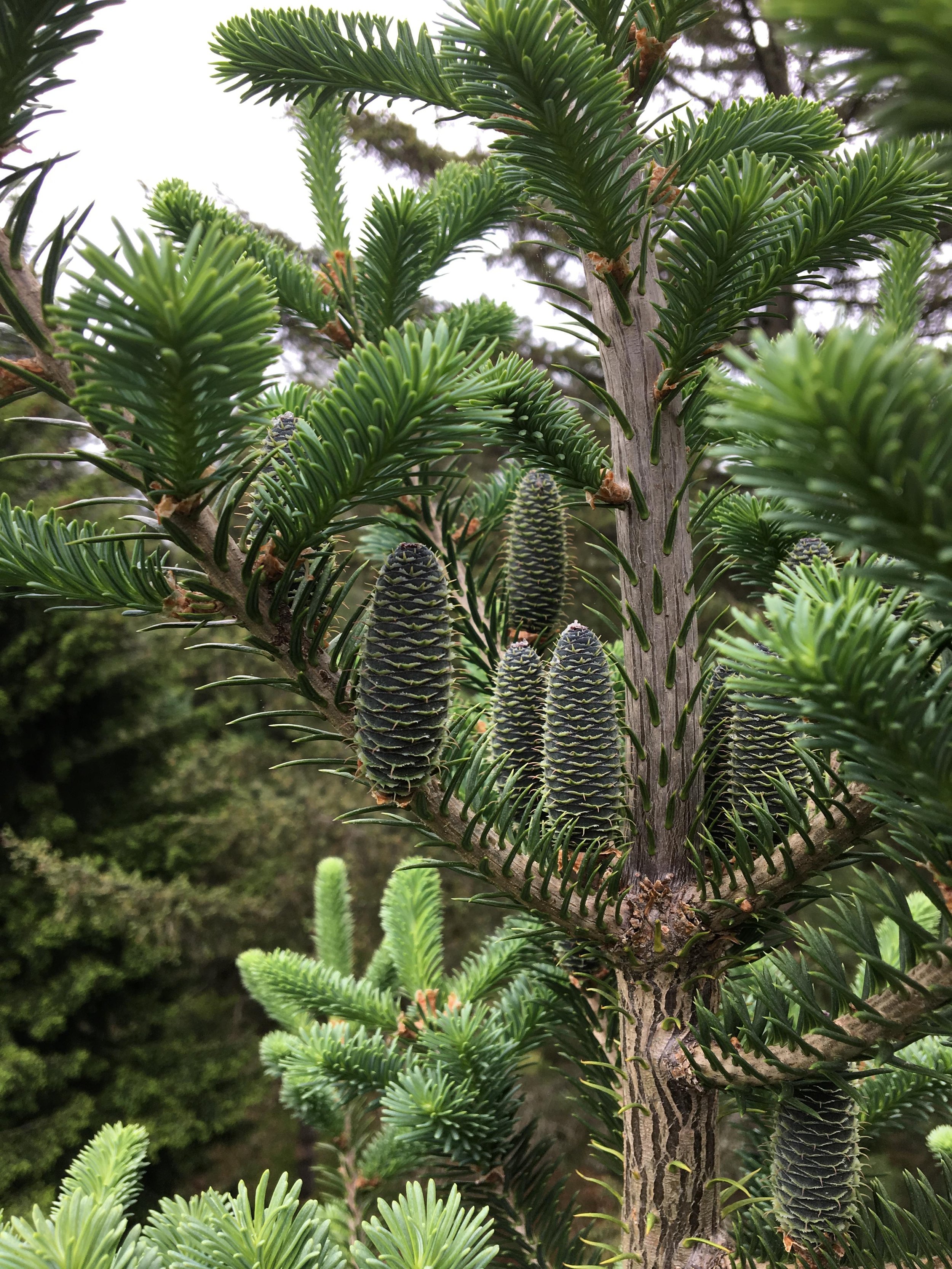 Close up of balsam fir tree top with upward growing cones