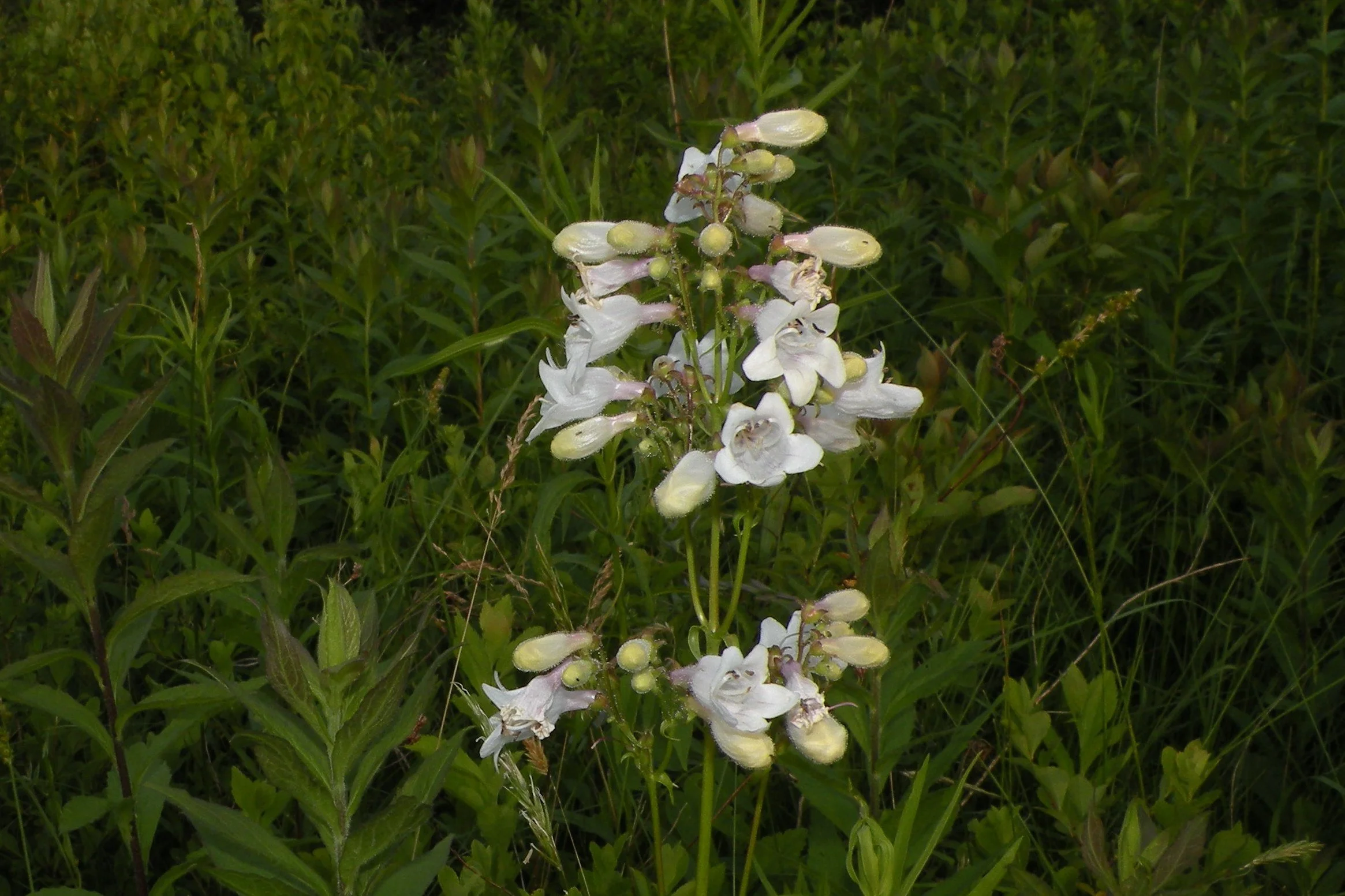 Penstemon_digitalis_(foxglove_beardtongue),_meadow,_Foster,_RI_(31327491244).jpg